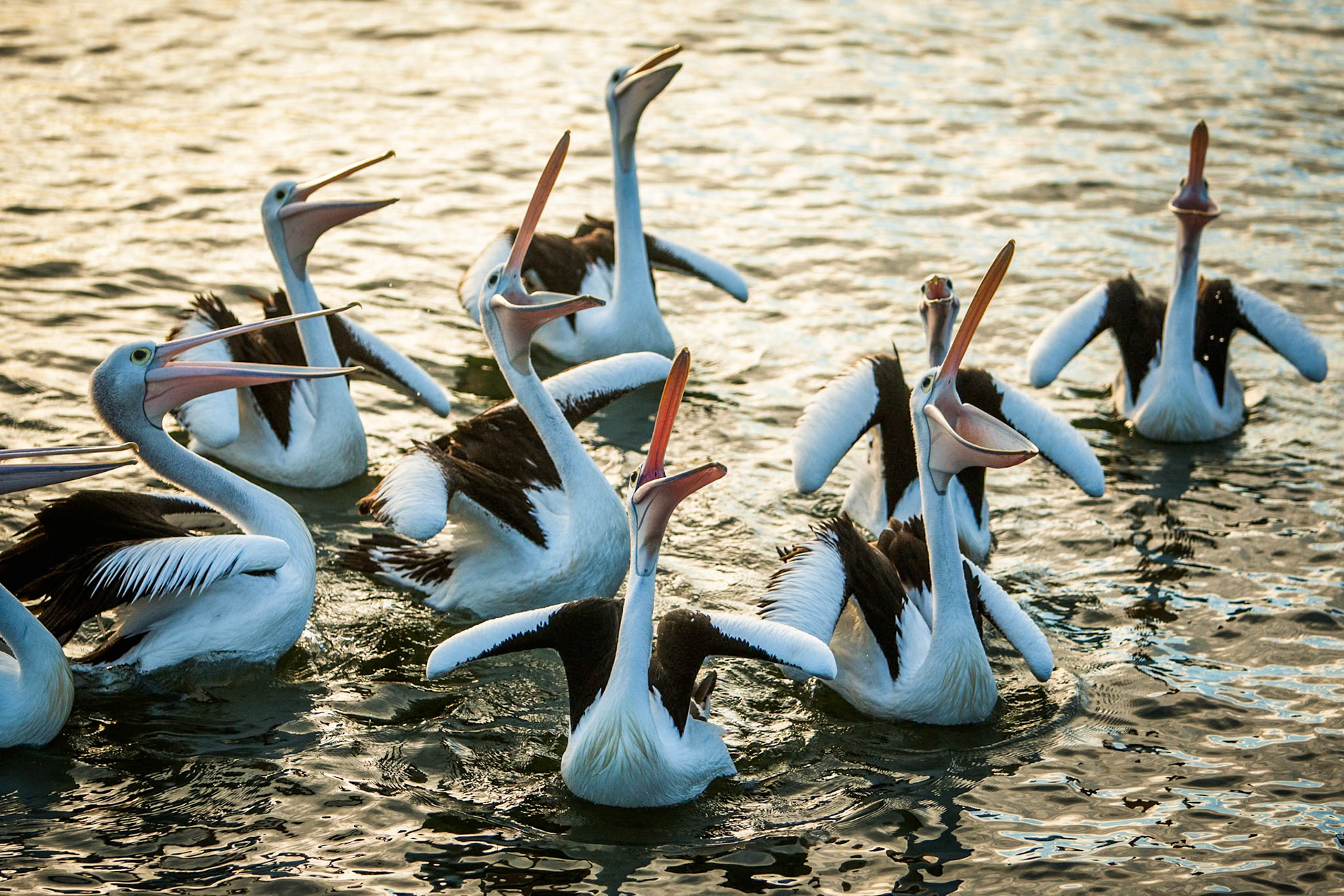 Australian pelicans congegated near a fisherman who had gutted his fish and discarded the leftovers