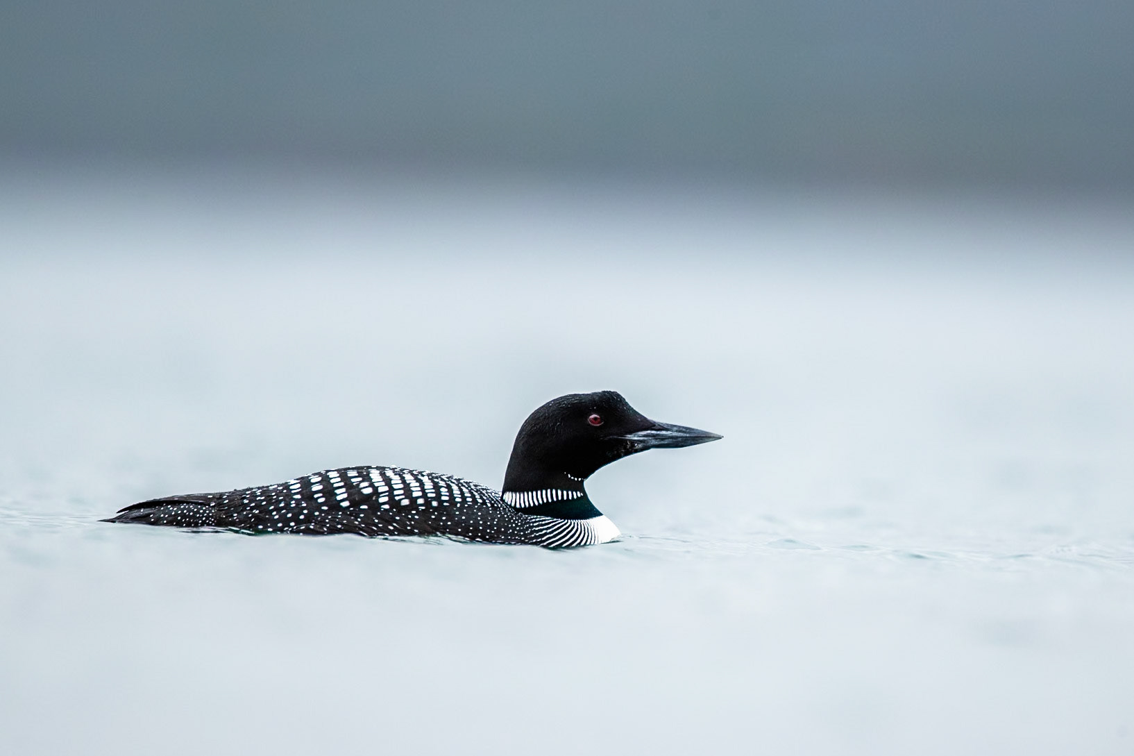 Great northern diver, Patreksfjörður, Iceland
