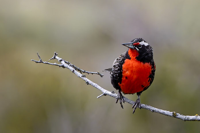 Long-tailed meadowlark, Eolo, El Calefate, Patagonia, Argentina
