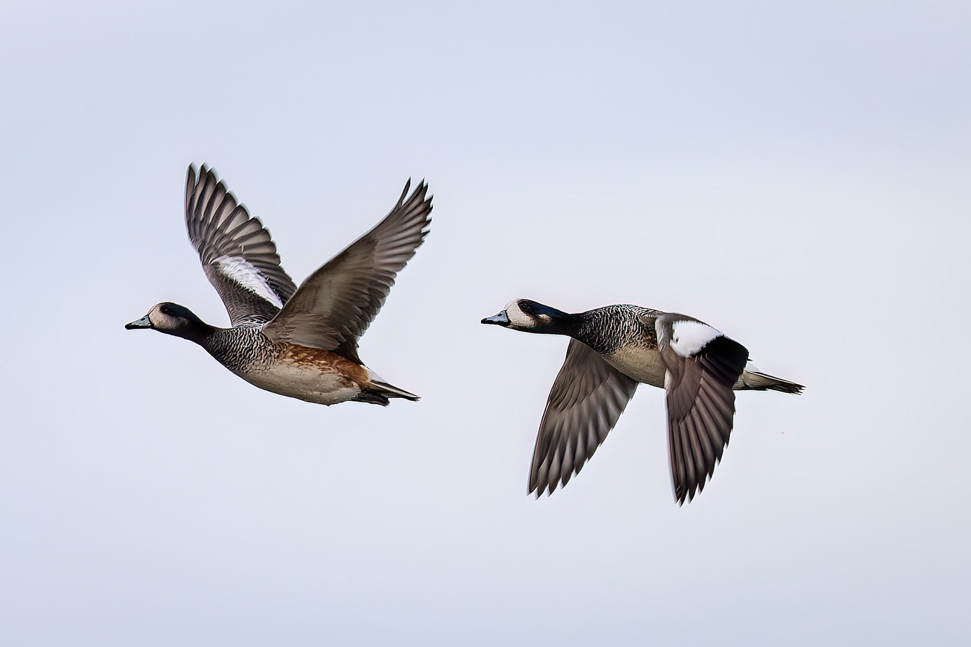 Chiloe wigeon, Pebble Island, Falkland Islands