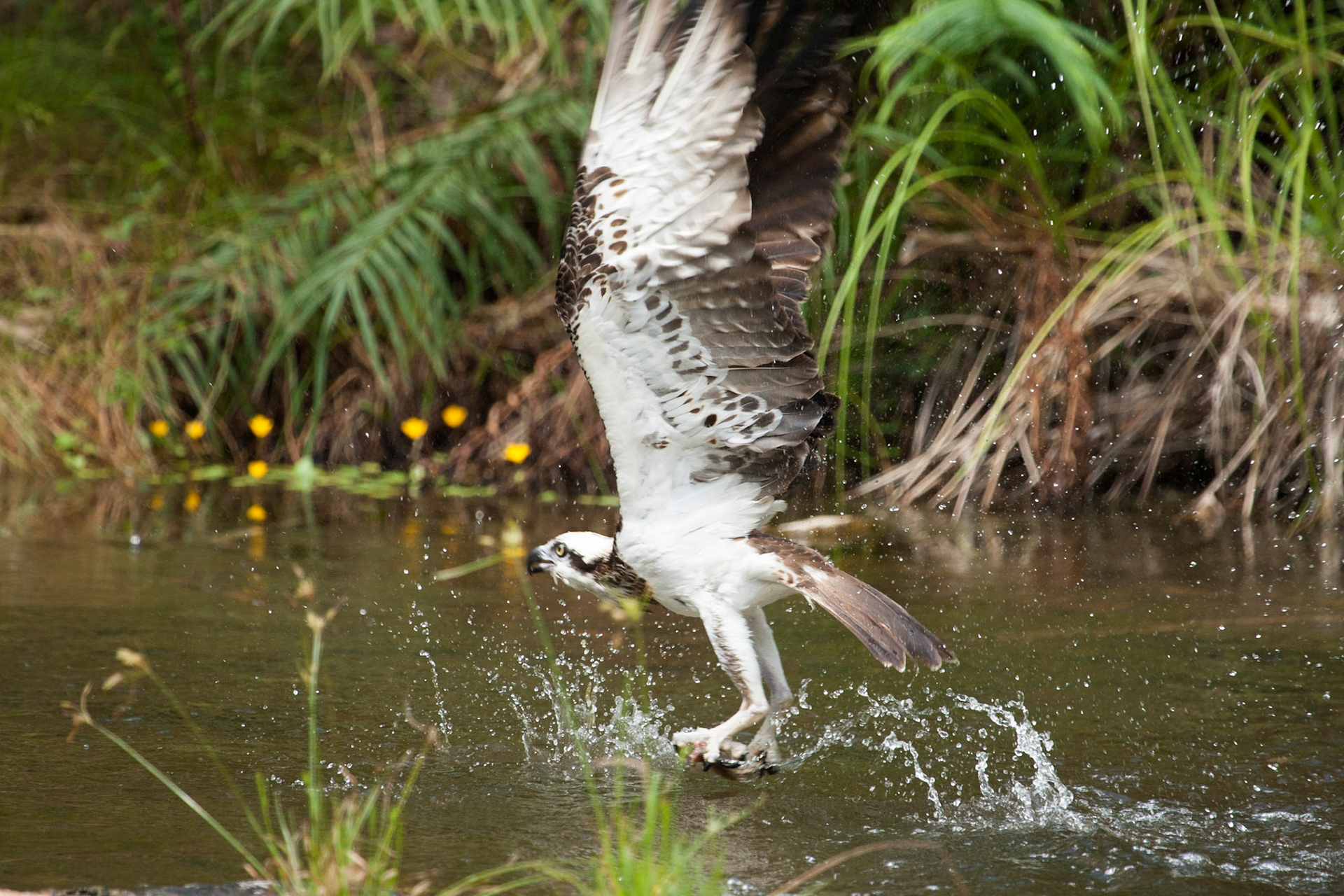 Osprey, Territory Wildlife Park, Darwin