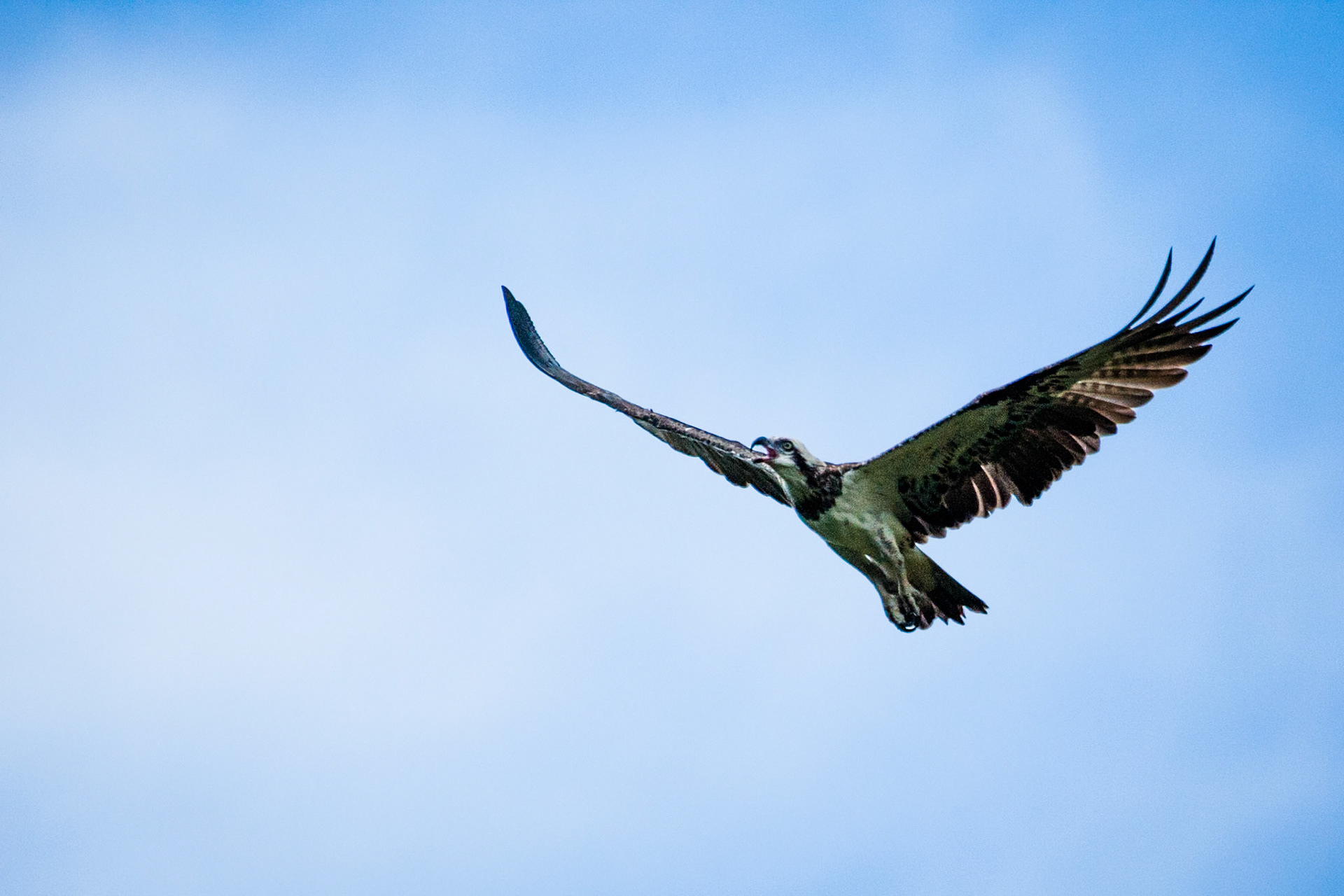 Osprey, Territory Wildlife Park, Darwin