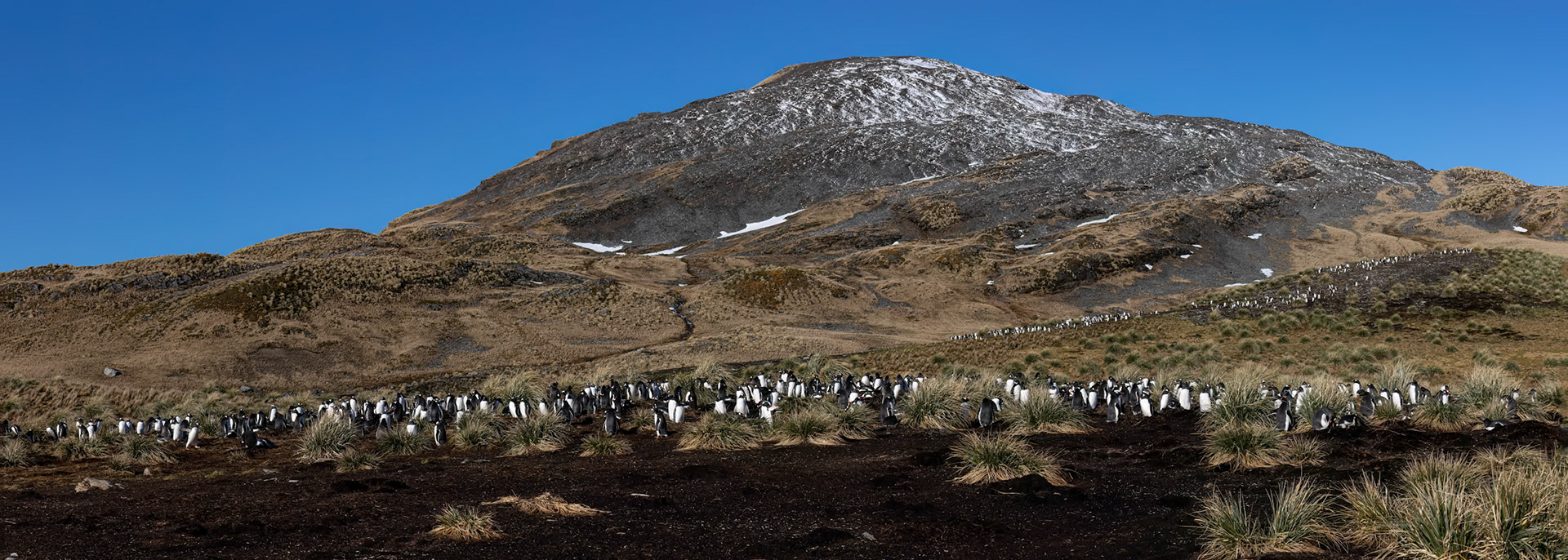 Gentoo penguin, Godthul, South Georgia
