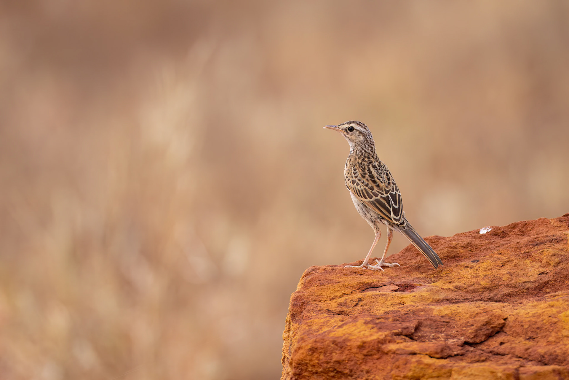 Brown songlark (female), Mount Isa to Boulia, Queensland, Australia