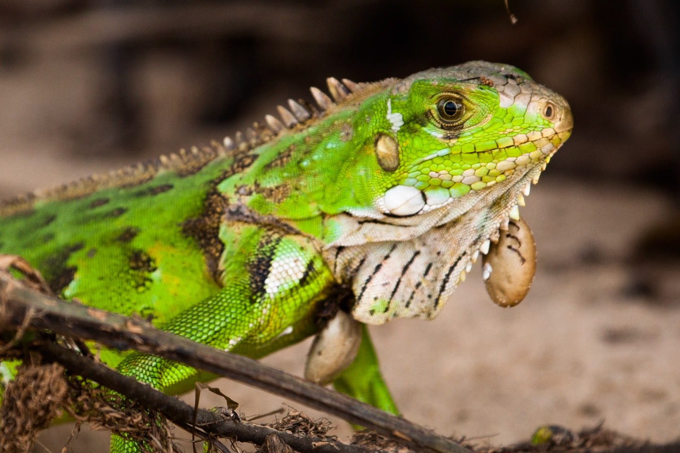 Green iguana, Porto Jofre, Pantanal, Brazil