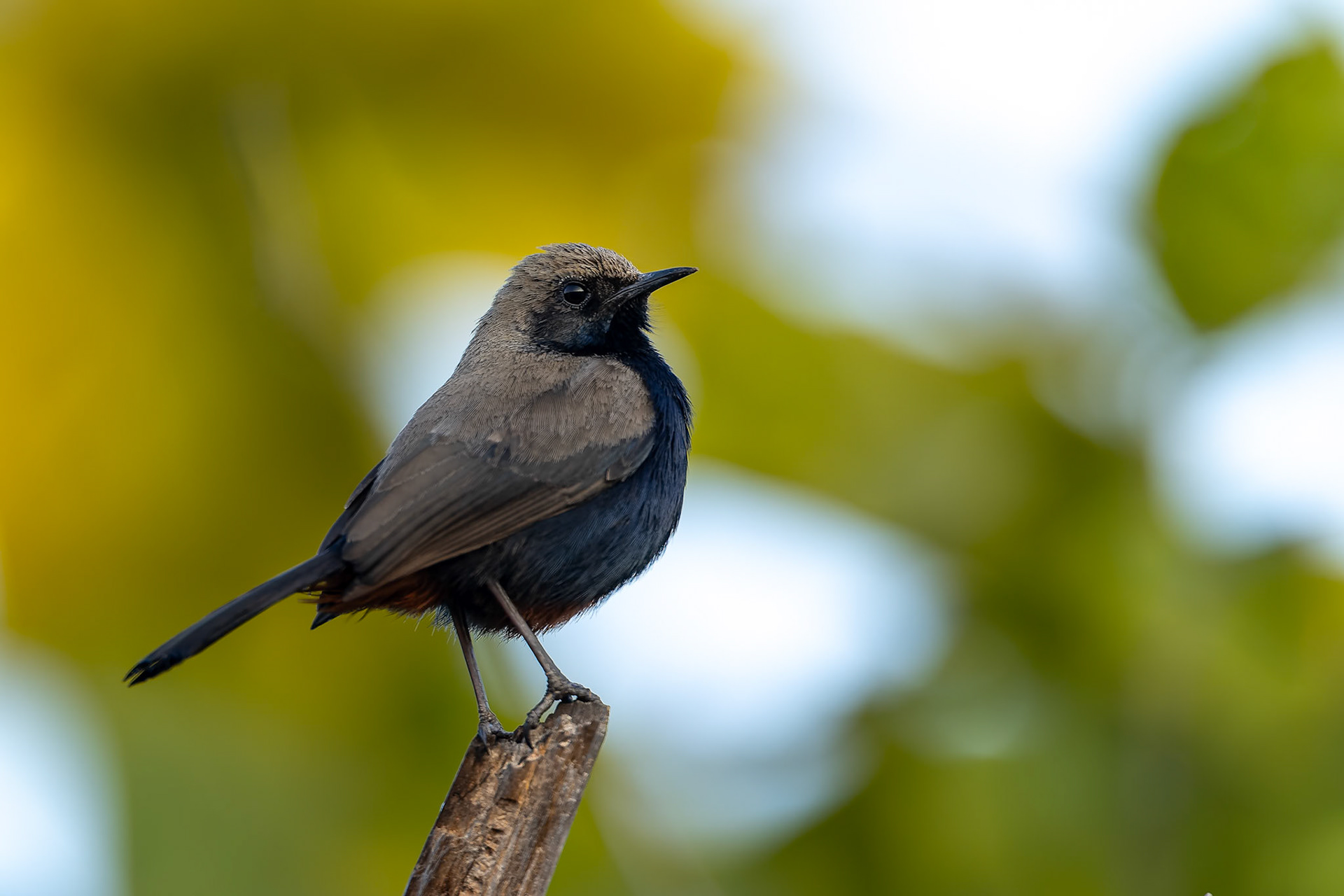 Indian robin, Corbett Tiger Reserve, India