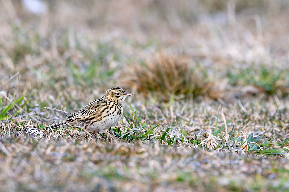 Correndera pipit, Punta Arenas, Patagonia, Chilé
