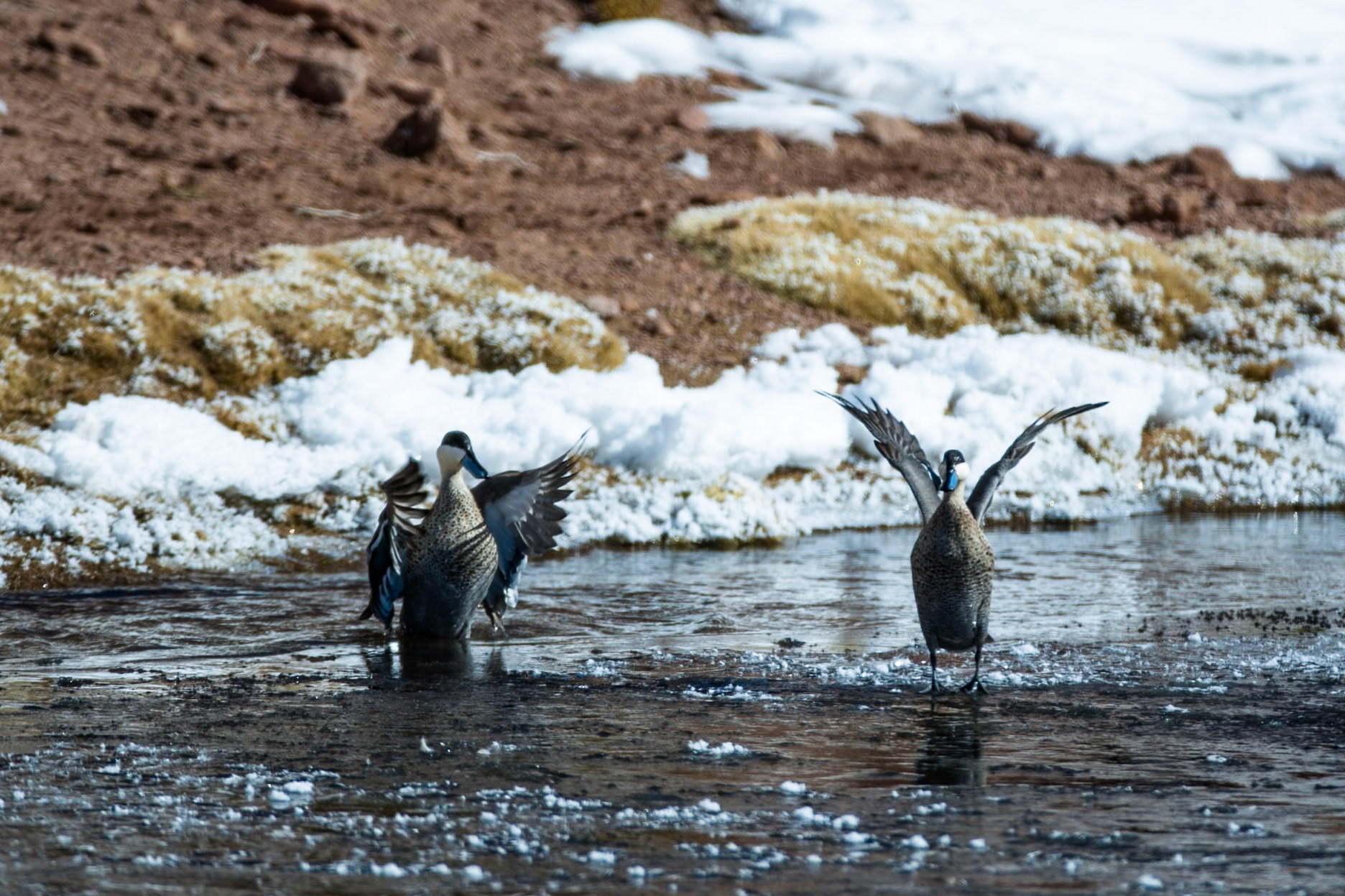 Puna teal, Altiplano wetlands, Atacama, Chile