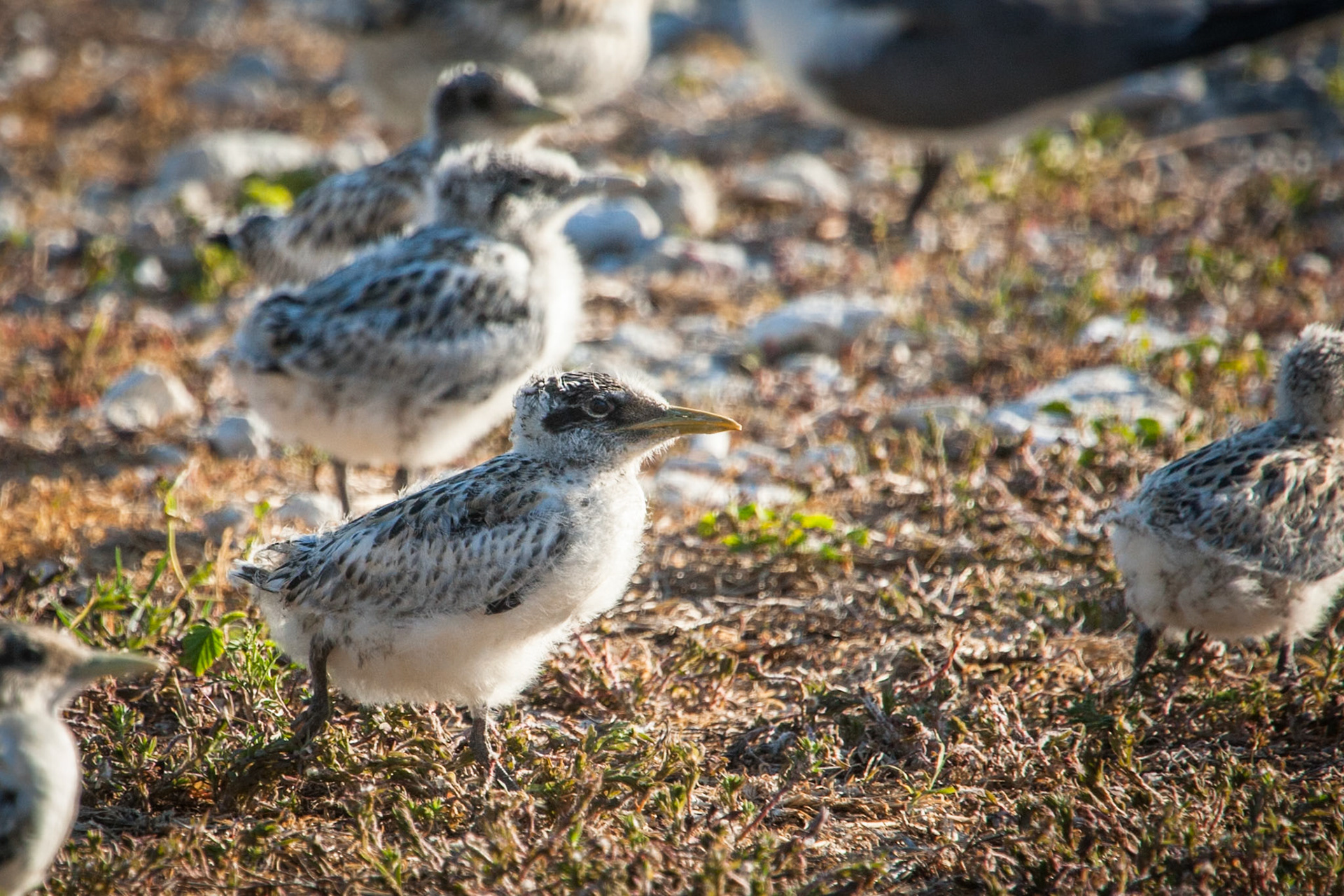 Crested tern chicks, Lady Elliot Island, Queensland, Australia