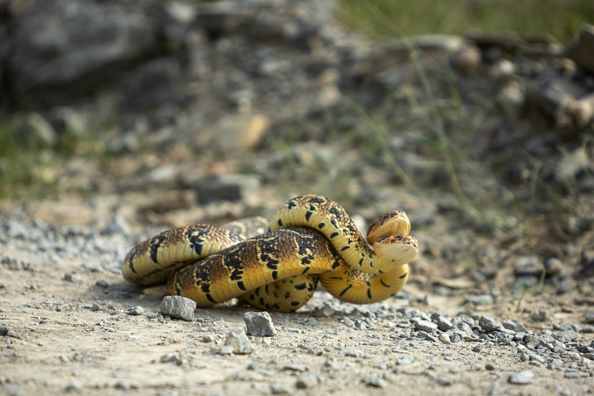Two male puff adders fighting for mating rights (a test of strength), Koppie Alleen, De Hoop