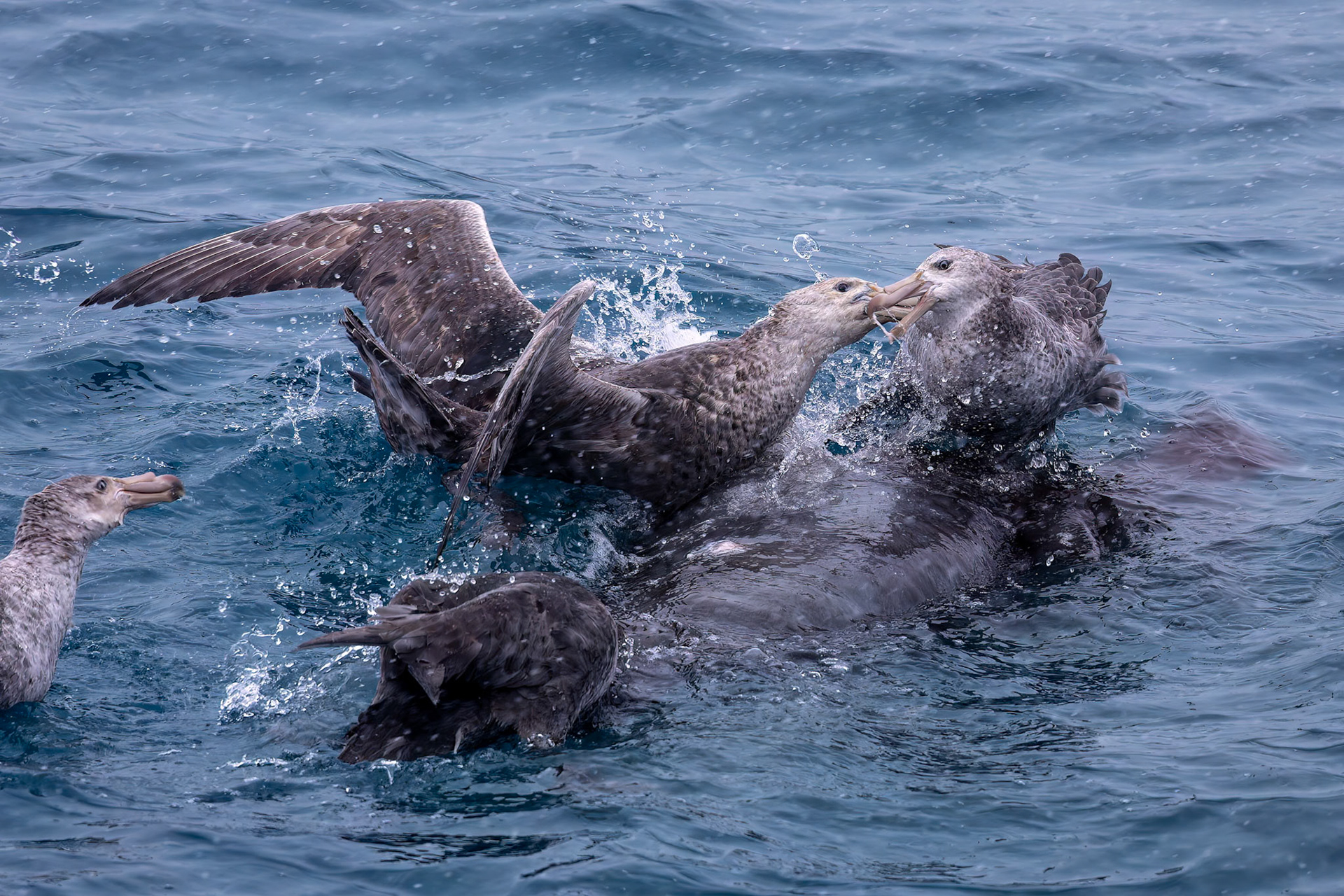 Southern giant-petrel, Gold Harbour, South Georgia