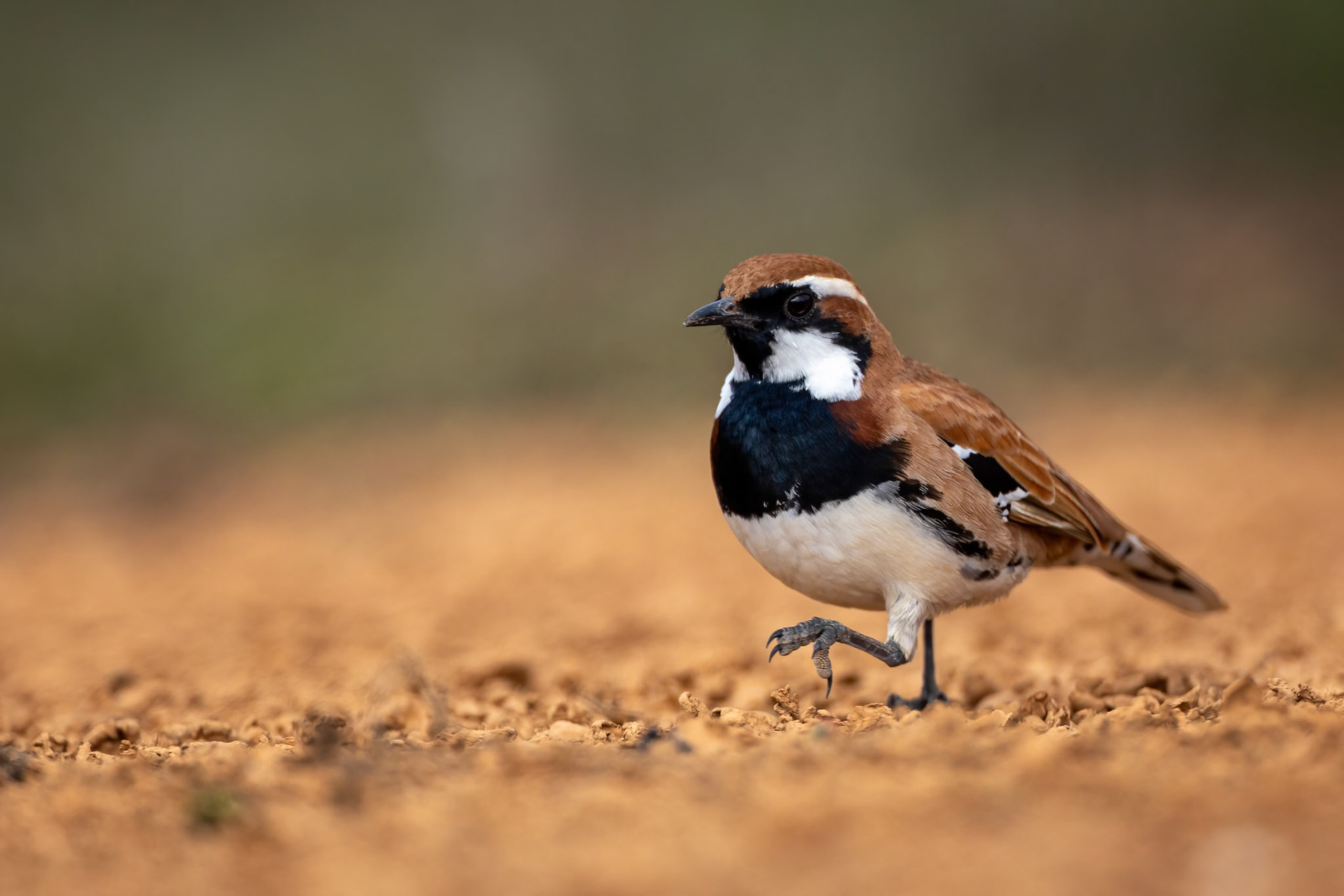 Nullarbor quail-thrush, Nullarbor Roadhouse, South Australia