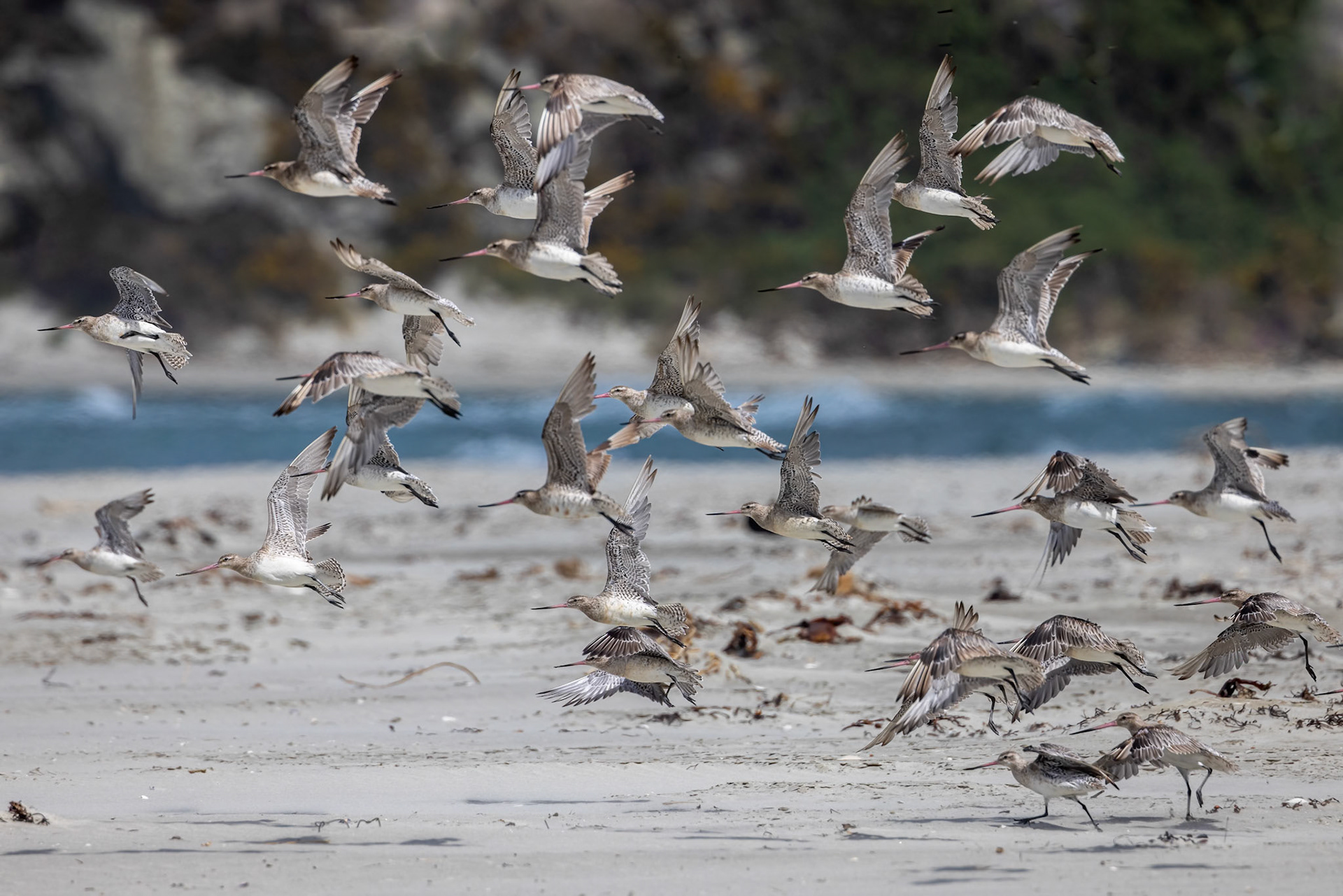 Bar-tailed godwit, Dunedin, New Zealand