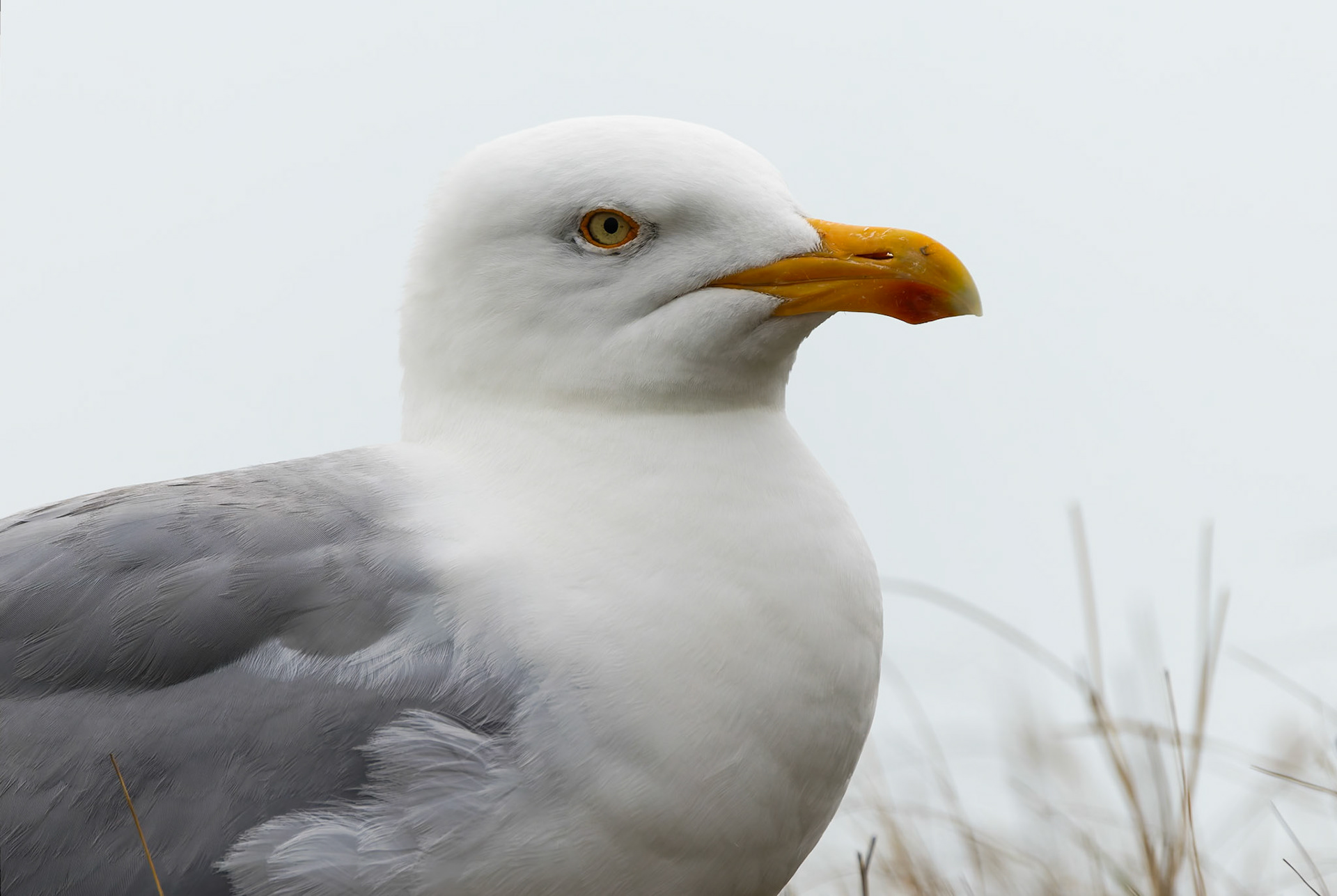 European herring gull, Birling Gap and Seven Sisters, United Kingdom
