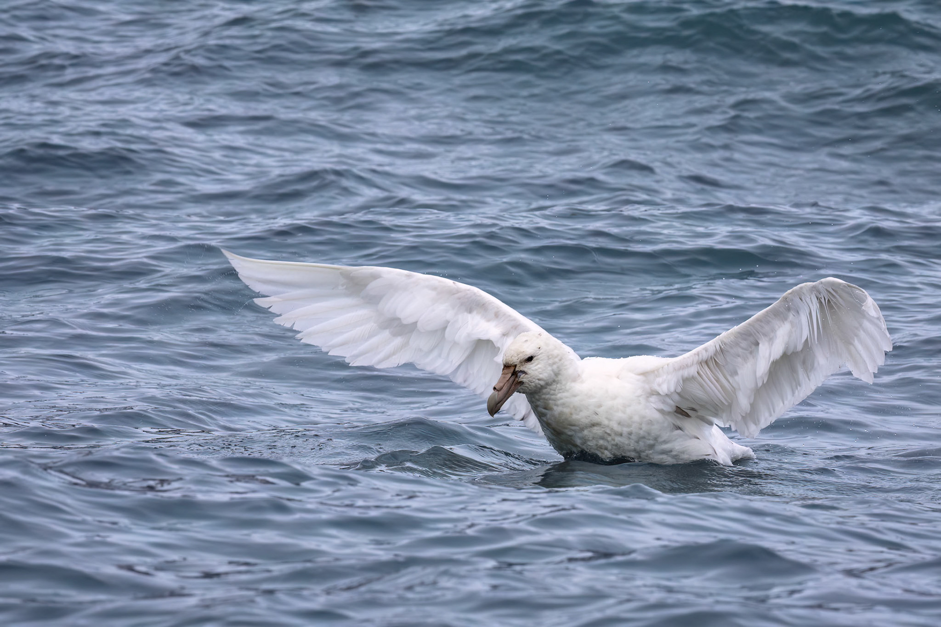 Southern giant-petrel (white Nellie), St Andrew's Bay, South Georgia