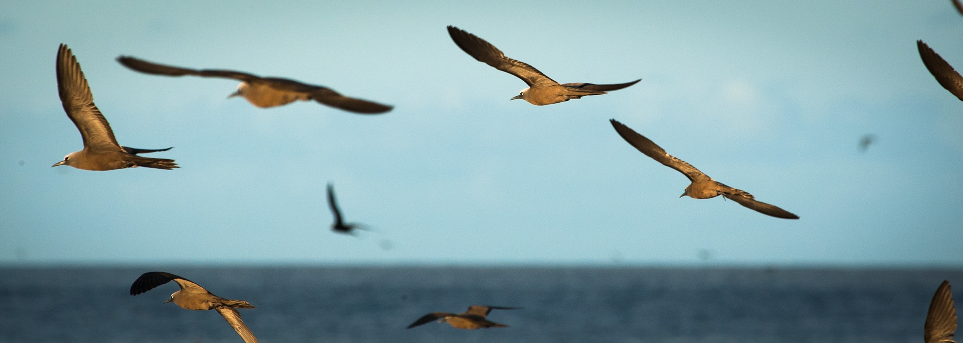 Common (brown) noddies in flight, Lady Elliot Island, Queensland, Australia