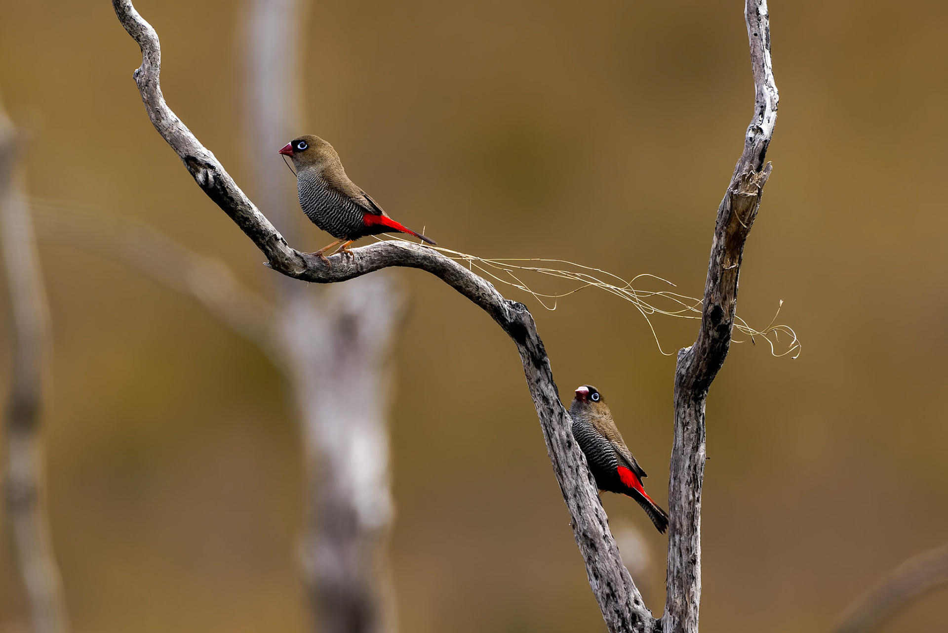Beautiful firetail, Melaleuca, South West National Park, Tasmania, Australia