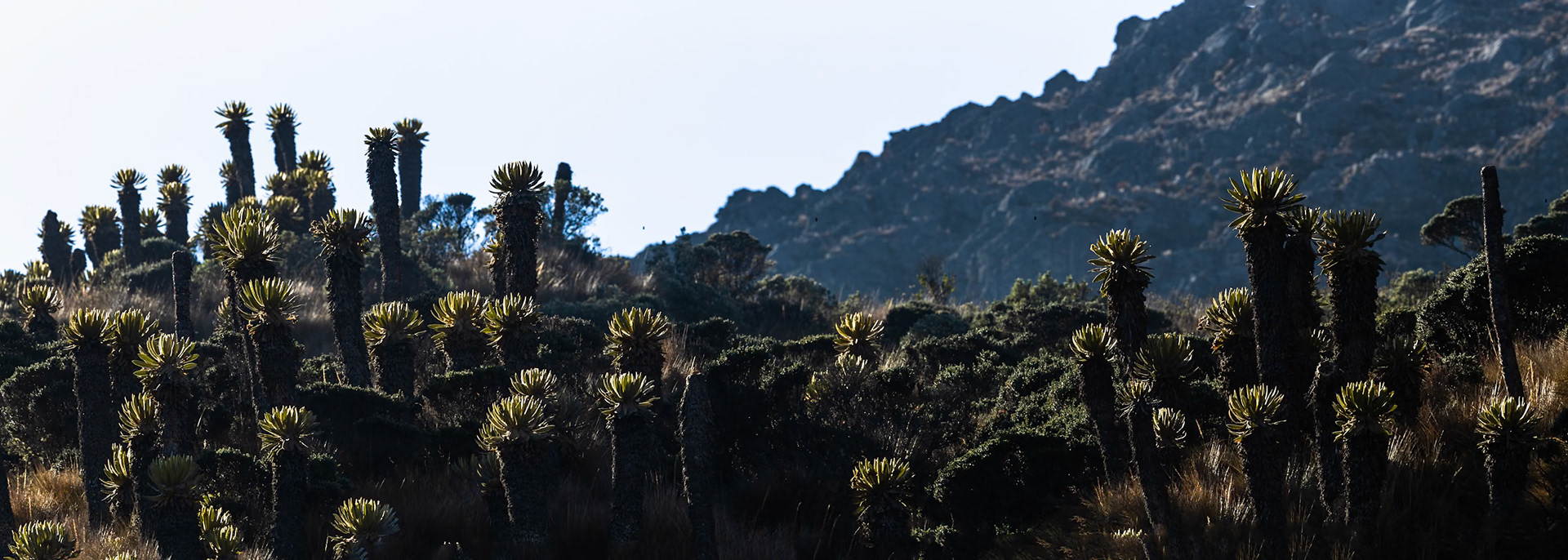 Espeletia, Terminales del Ruiz, Colombia