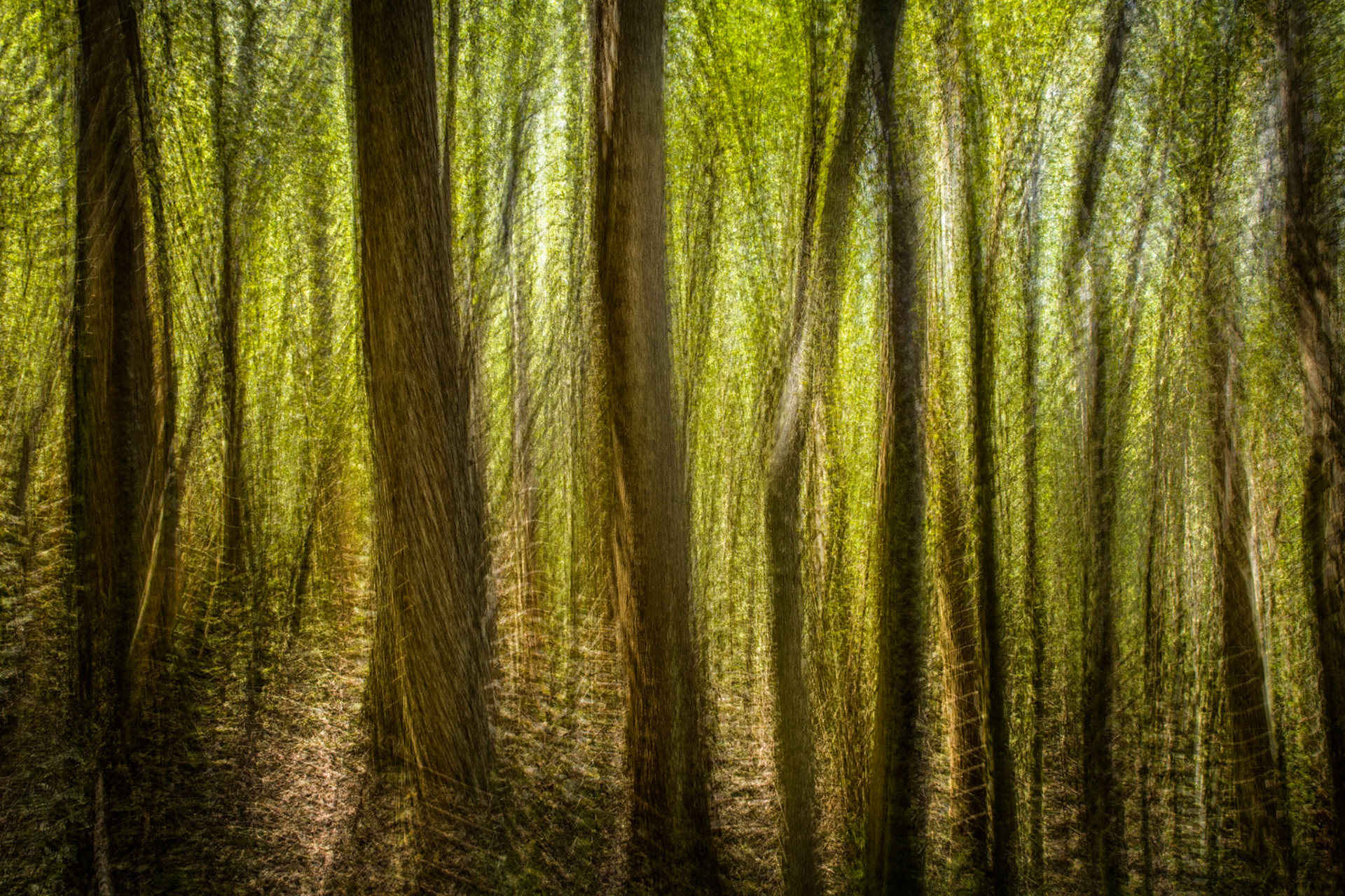 Abstract trees, Cape Raoul, Tasman National Park, Tasmania