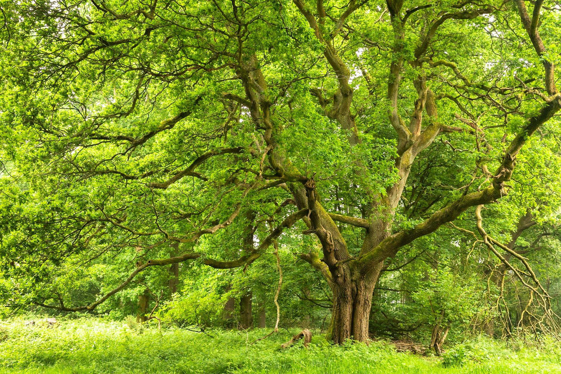 Ashridge Estate, National Trust Forest, Ringshall, England, United Kingdom