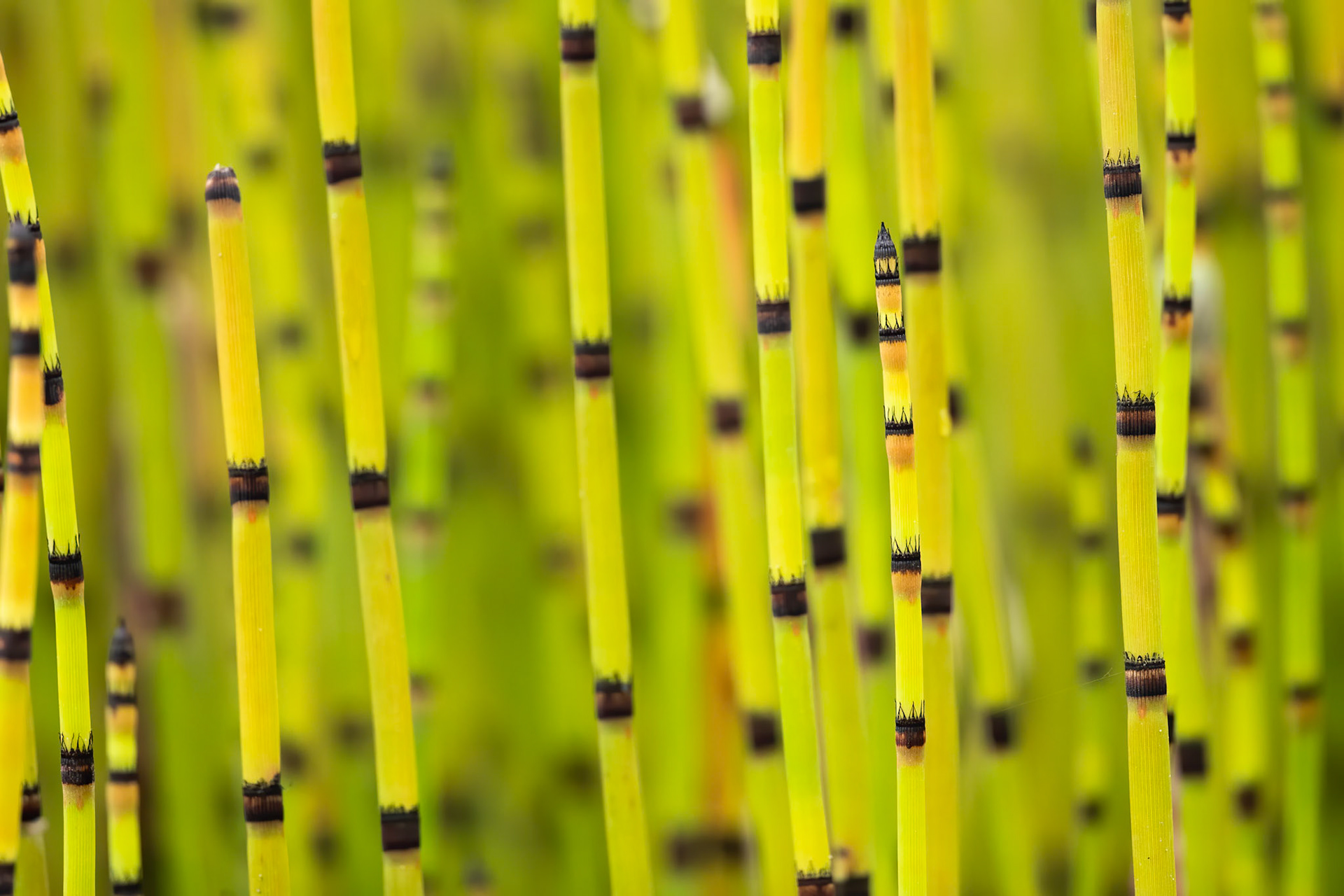 Terminales del Ruiz, Colombia