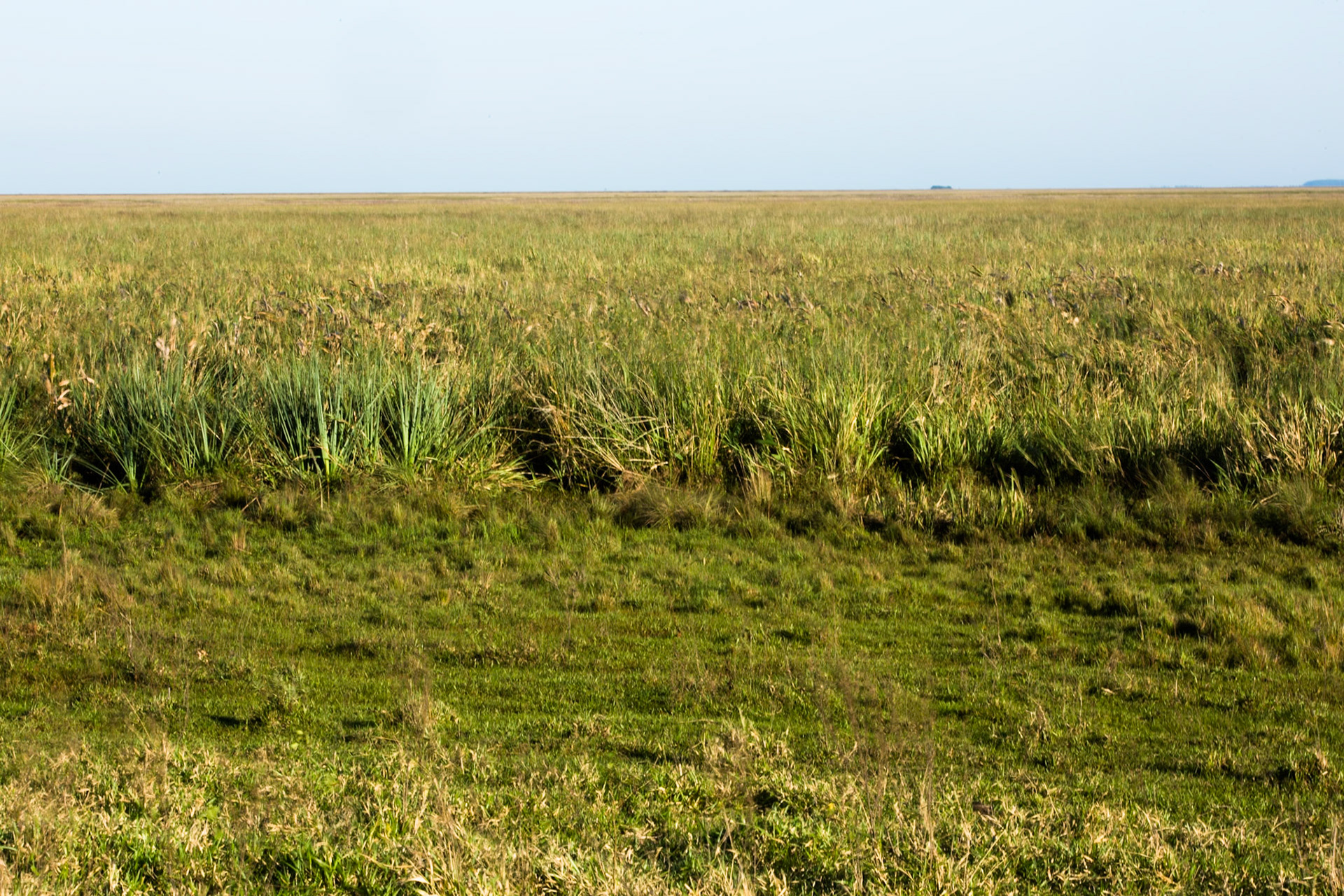 Puerto Valle Esteros, Ibera wetlands, Corrientes, Argentina