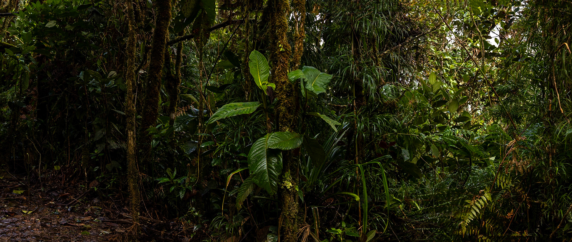 Casa Simpson Lodge, Tapilchalaca, Ecuador