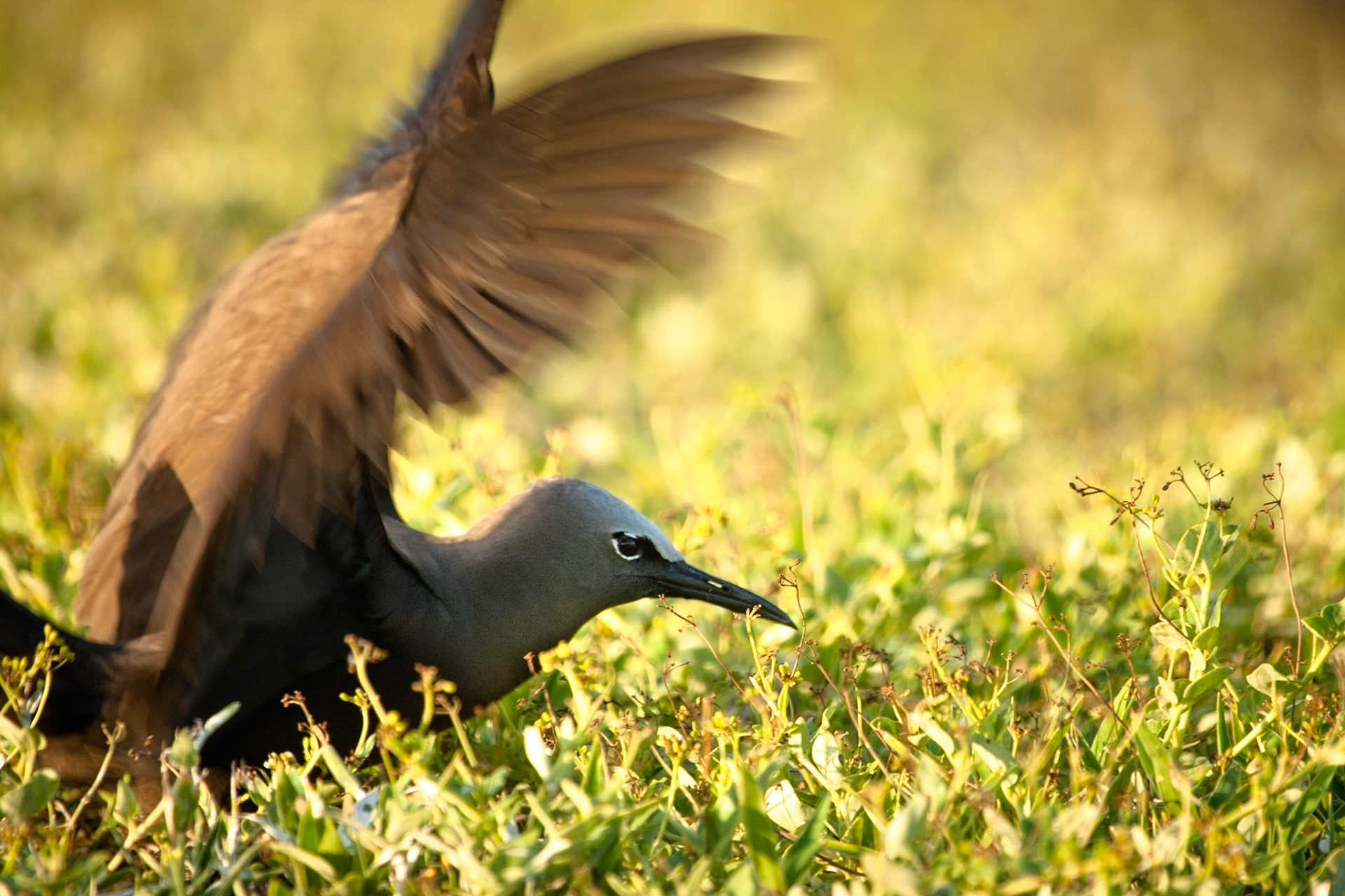 Common (brown) noddy, Lady Elliot Island, Queensland, Australia