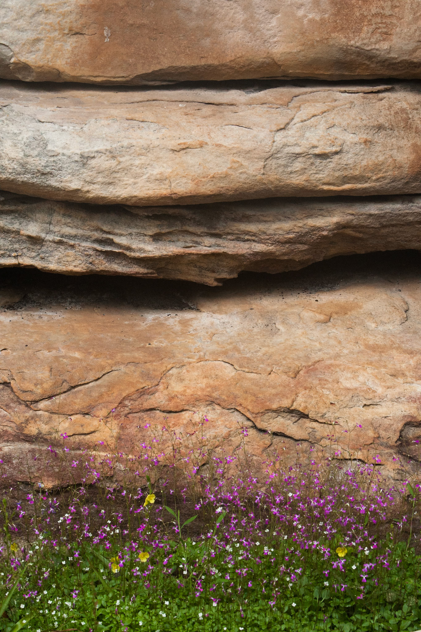 Flowers and sandstone, Mount Borradale, Arnhemland, Northern Territory