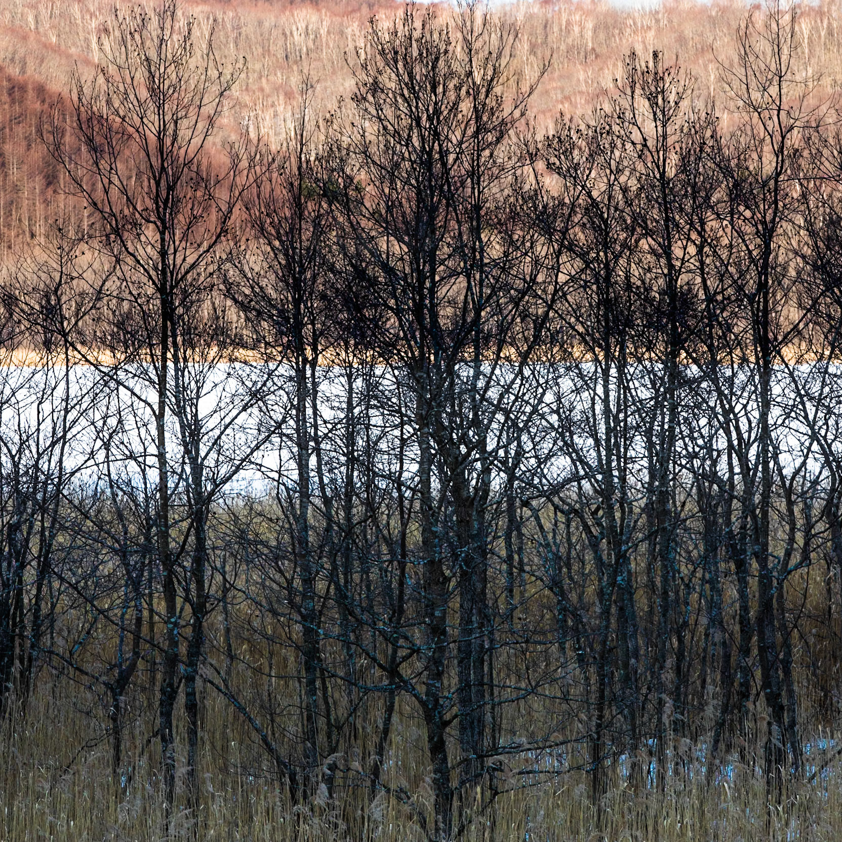 Kushiro marshland, Hokkaido, Japan