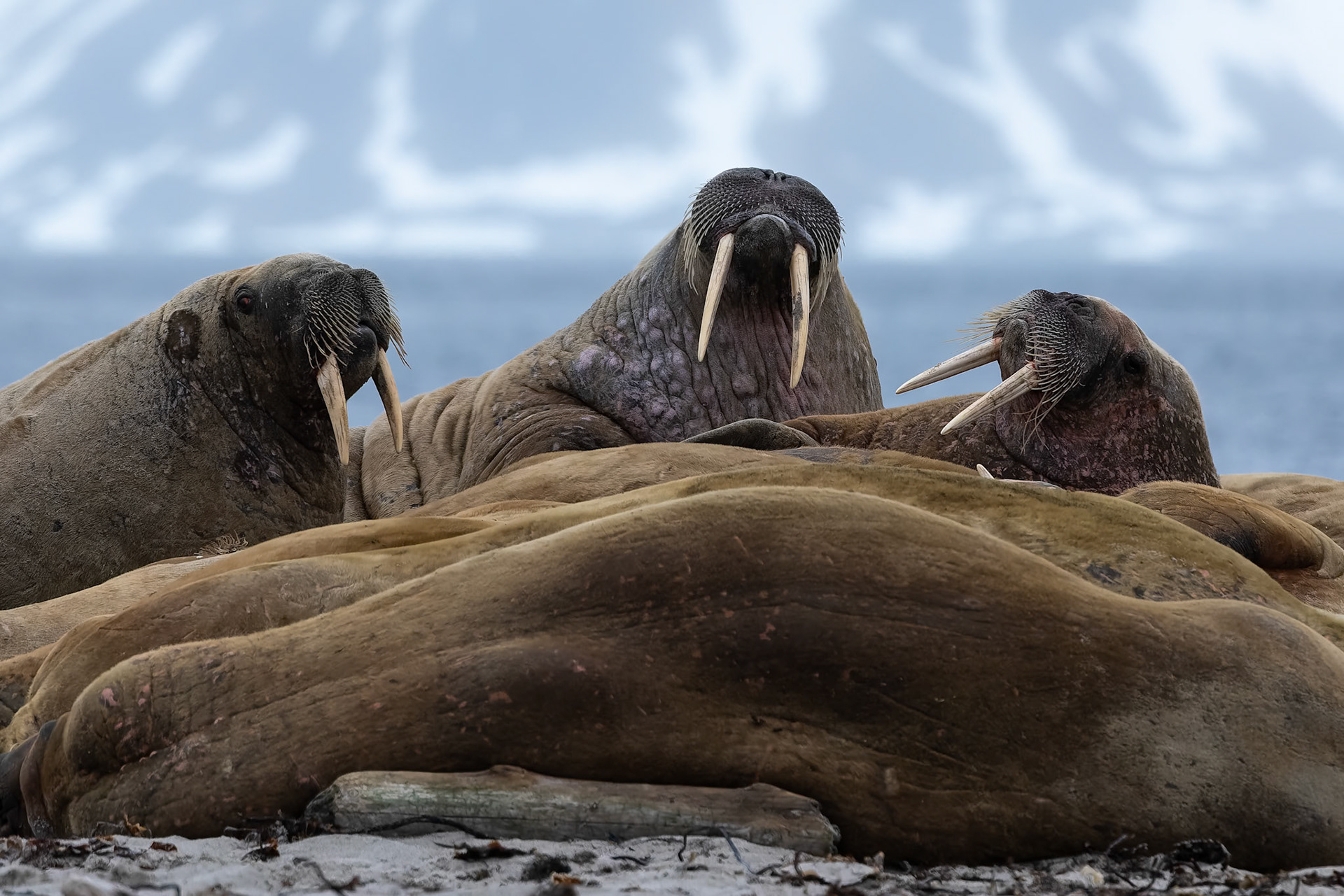 Walrus, Smeerenburgenfjord, Svalbard, Norway