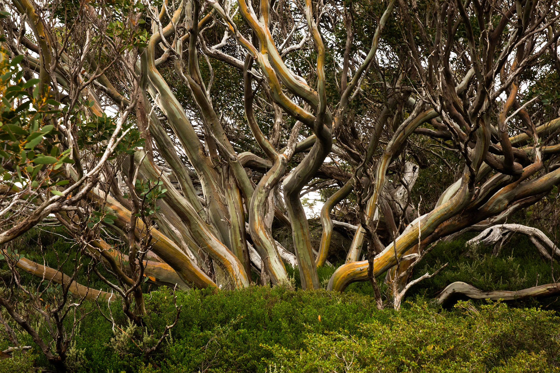 Summit walk, Mount Kosciuszko, Mount Kosciuszko National Park, Snowy Mountains, New South Wales