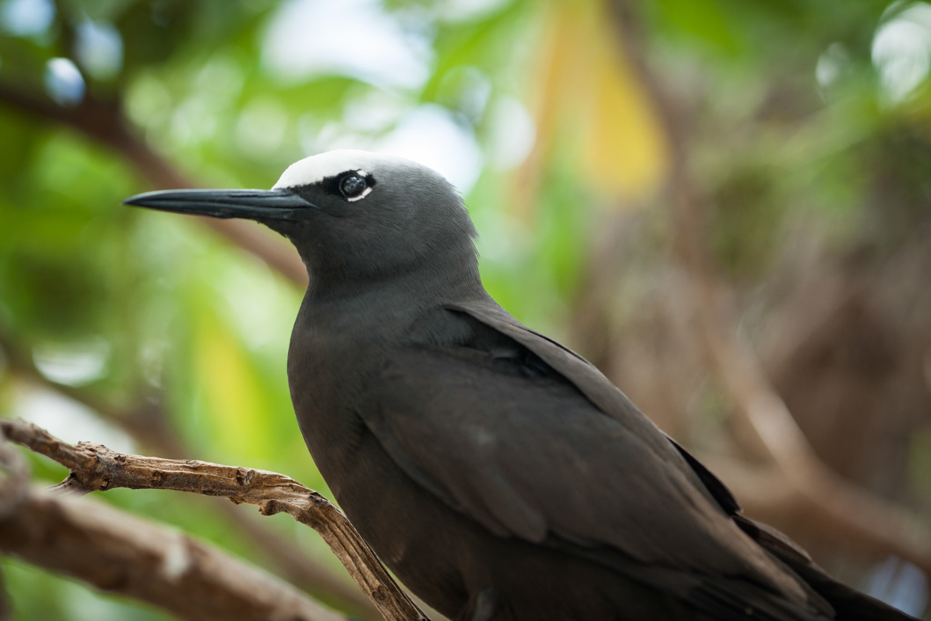 Black Noddy, Lady Elliot Island, Queensland, Australia