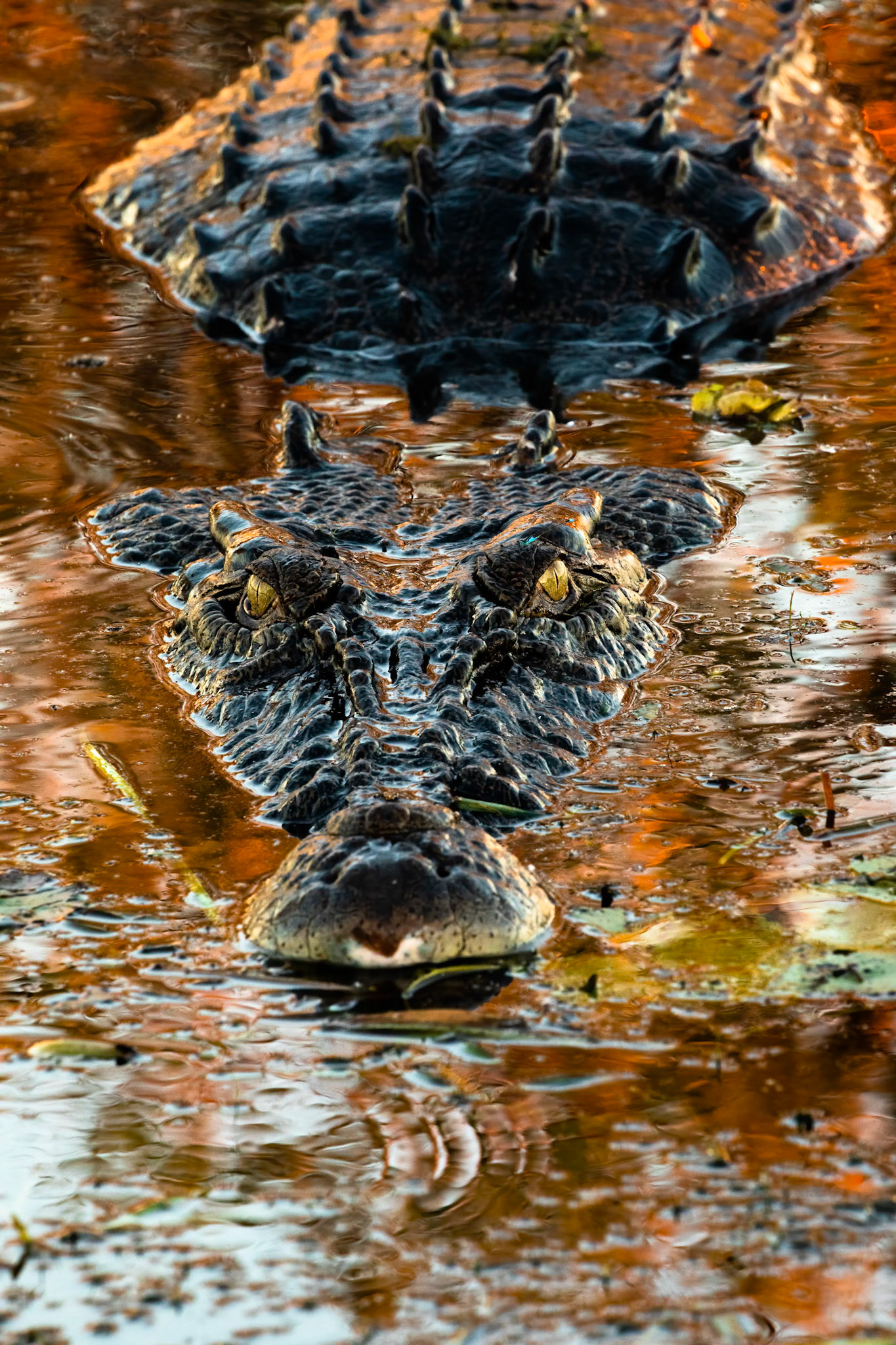 Crocodile, Yellow waters billabong, Kakadu, Northern Territory, Australia