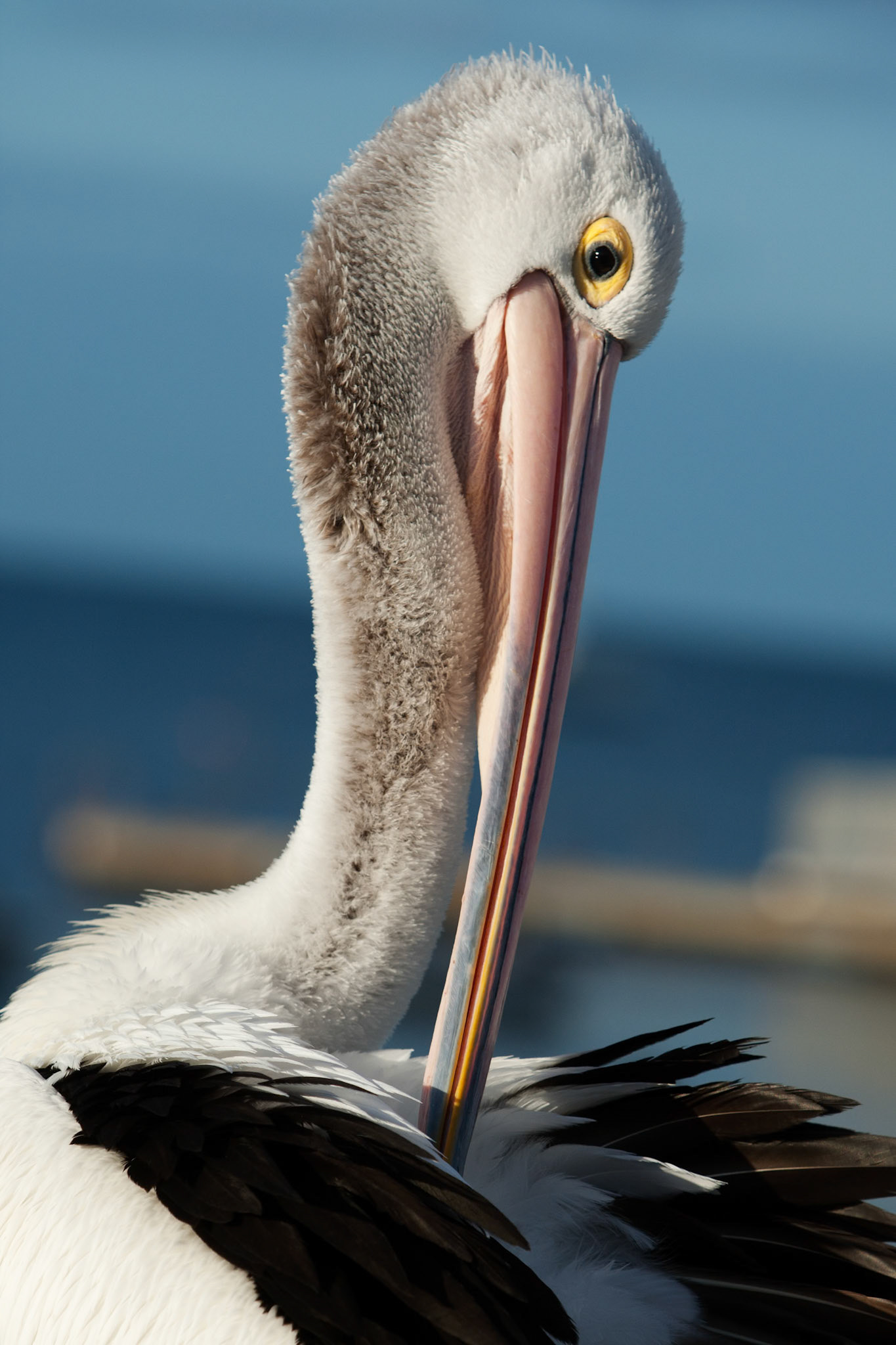 Australian pelicans gathered for a daily feed, Kingscote, Kangaroo Island