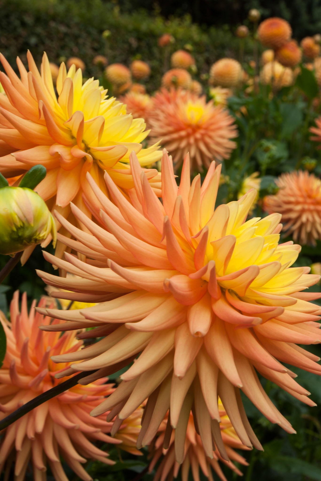 Anglesey Abbey, Cambridgeshire.