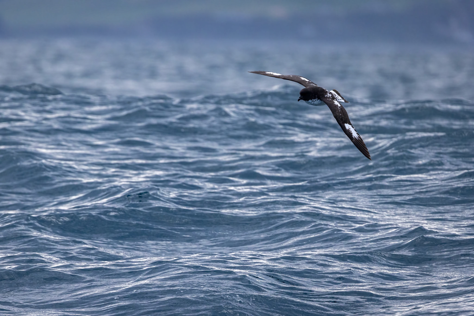 Cape petrel, Kaikōura, New Zealand