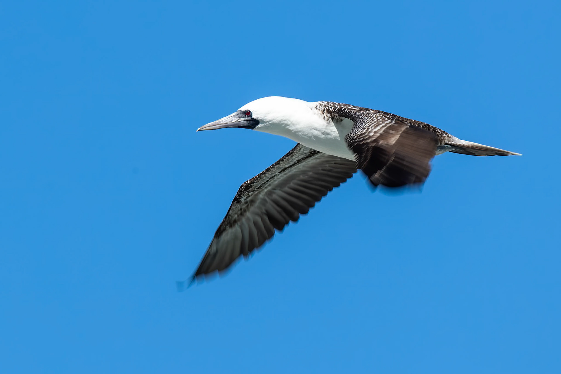 Peruvian booby, Vinã del Mar, Chilé, Vinã del Mar, Chilé