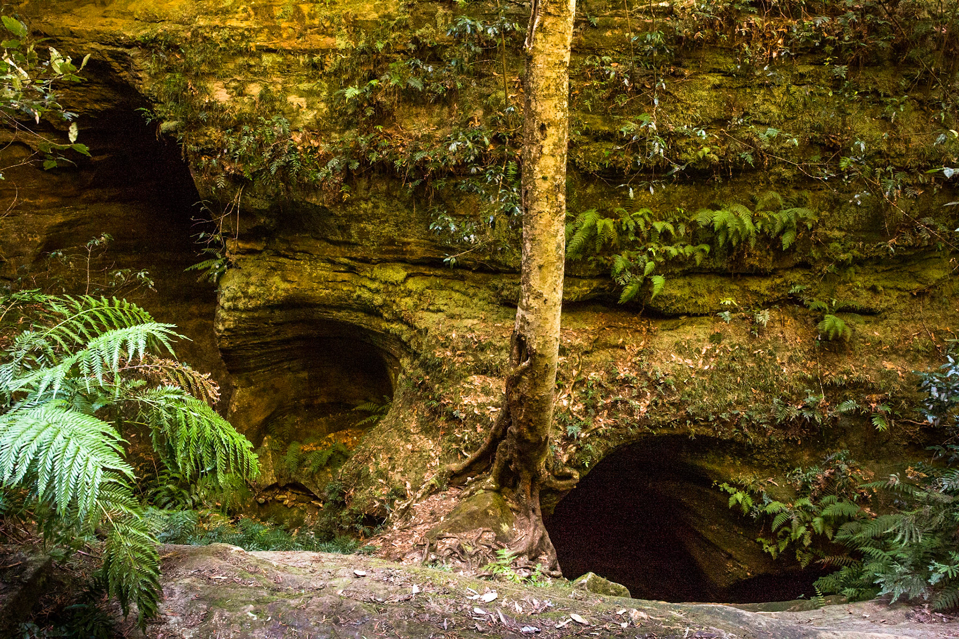 Descended from Neates Glen car park down to and through the Grand Canyon and back up to Evans Lookout. We continued along the clifftop path to Govett's leap and then on to Pulpit Rock. Notes by Peter Watt.