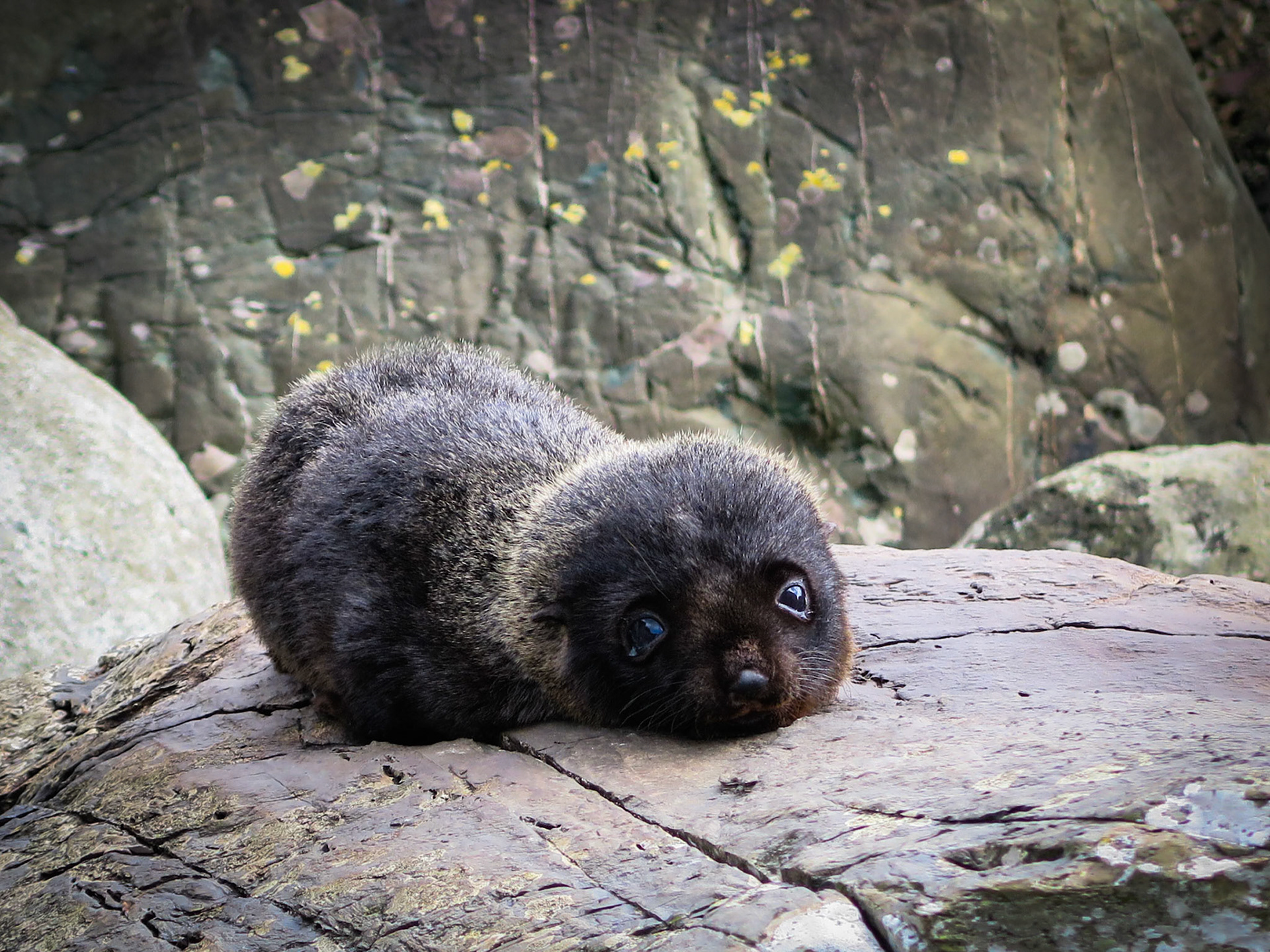 Longreef, Hollyford Track, Pyke Lodge to Martin's Bay, New Zealand. Photograph taken by David Goodman