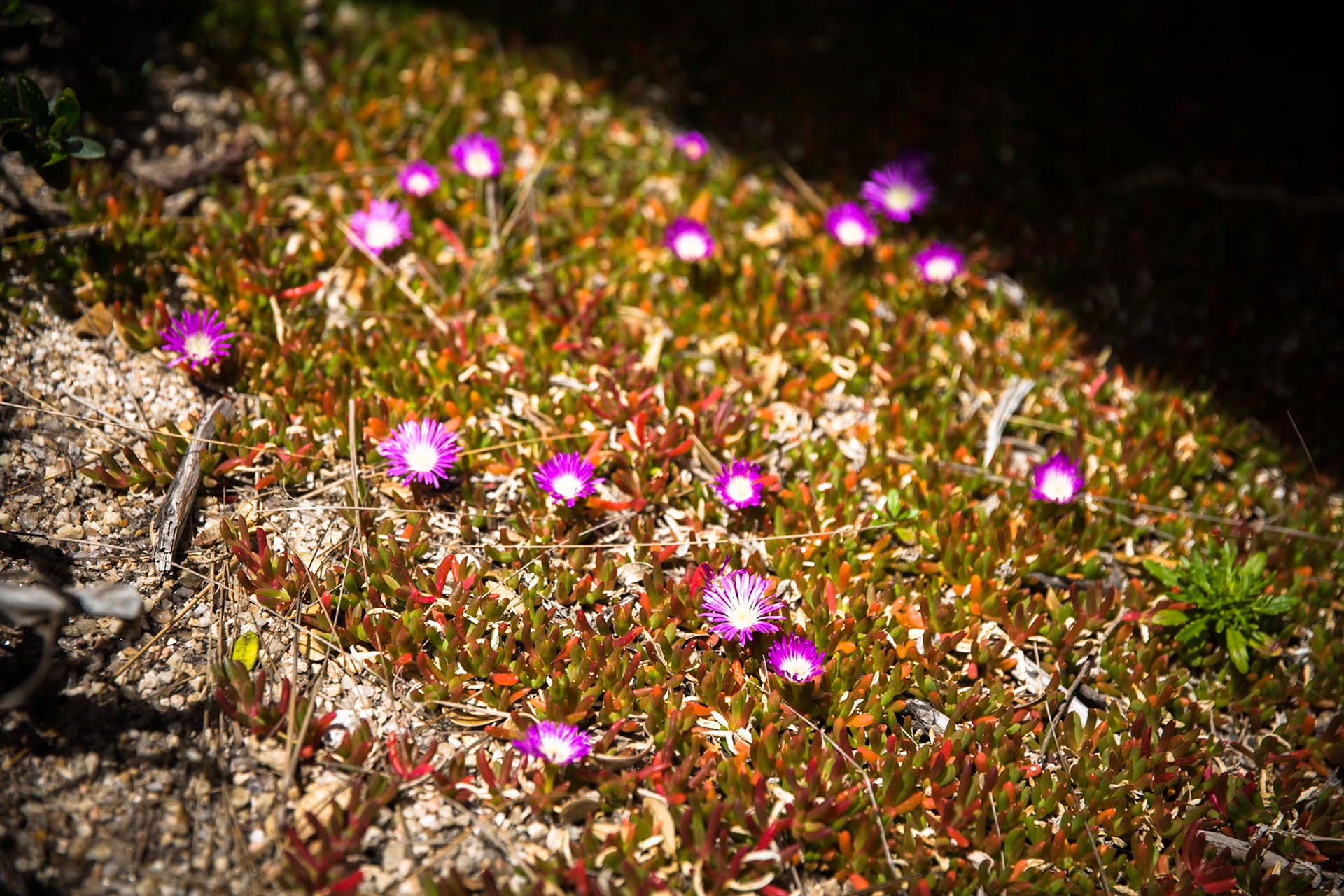 Tuesday am - Darby Saddle via Sparkes Lookout and Lookout Rocks to Tongue Point; and then on to Darby River for lunch.Tuesday pm - Lilly Pilly Gully carpark up to Tidal Overlook and on to Pillar Point then via Squeaky Beach and Picnic Beach to Picnic Beach carpark.