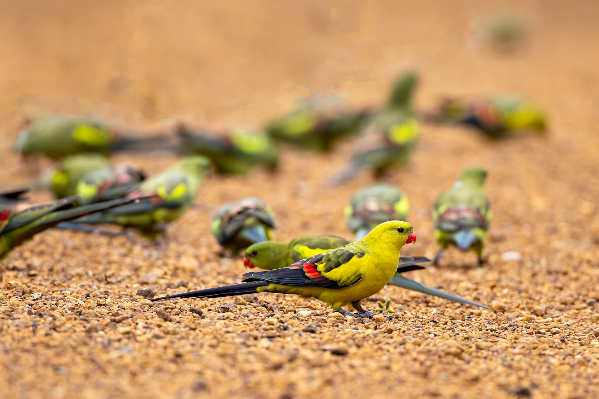 Regent parrot, Stirling Ranges, West Australia