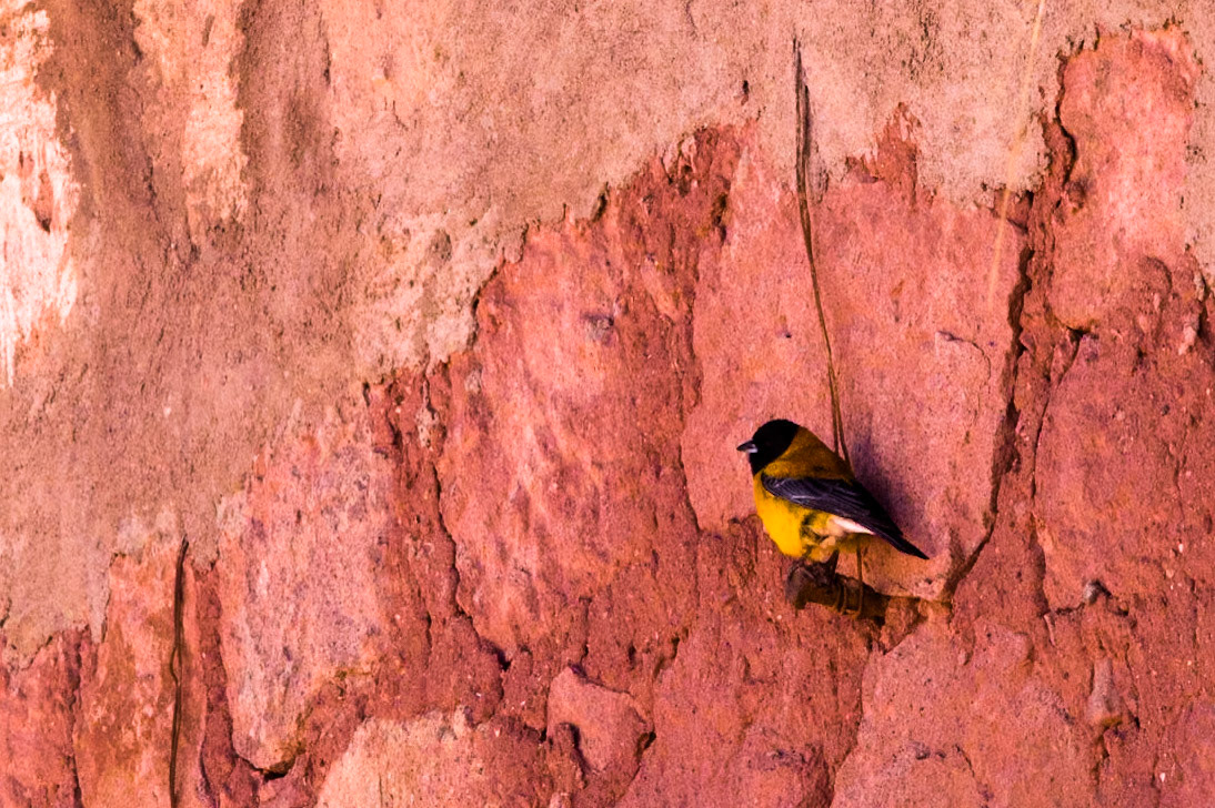 Black-hooded Sierra-finch, Machuca village, Altiplano, Atacama, Chile