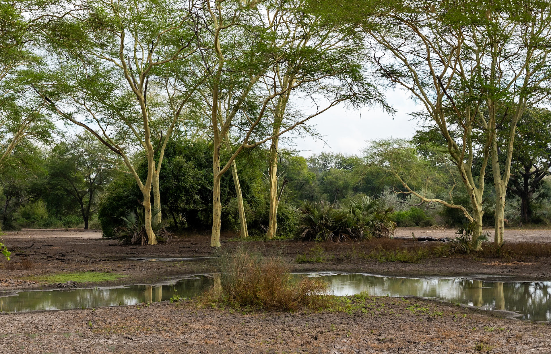 Landscape, Gorongosa, Mozambique