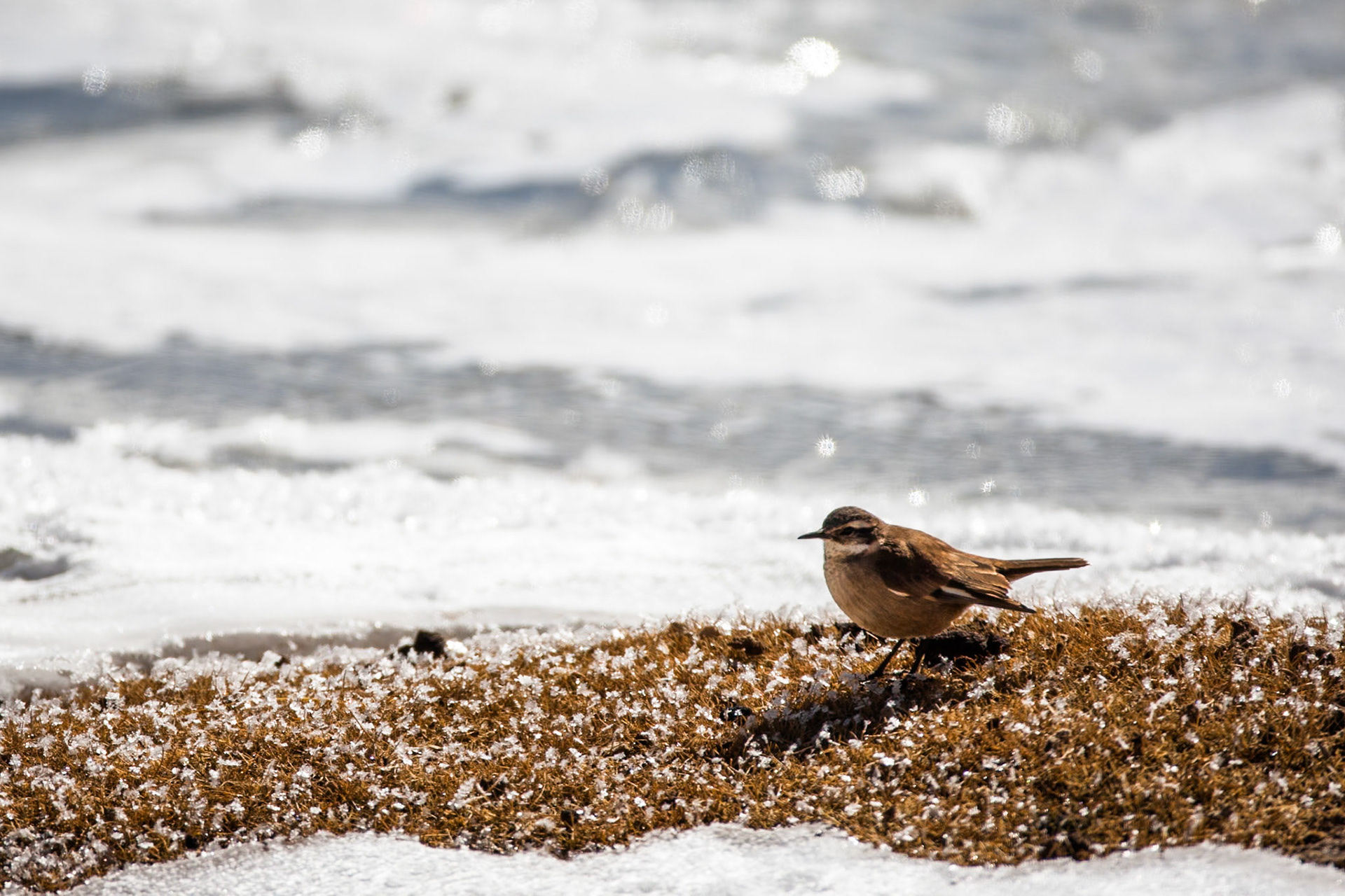 Bar-winged Cinclodes, Altiplano wetlands, Atacama, Chile