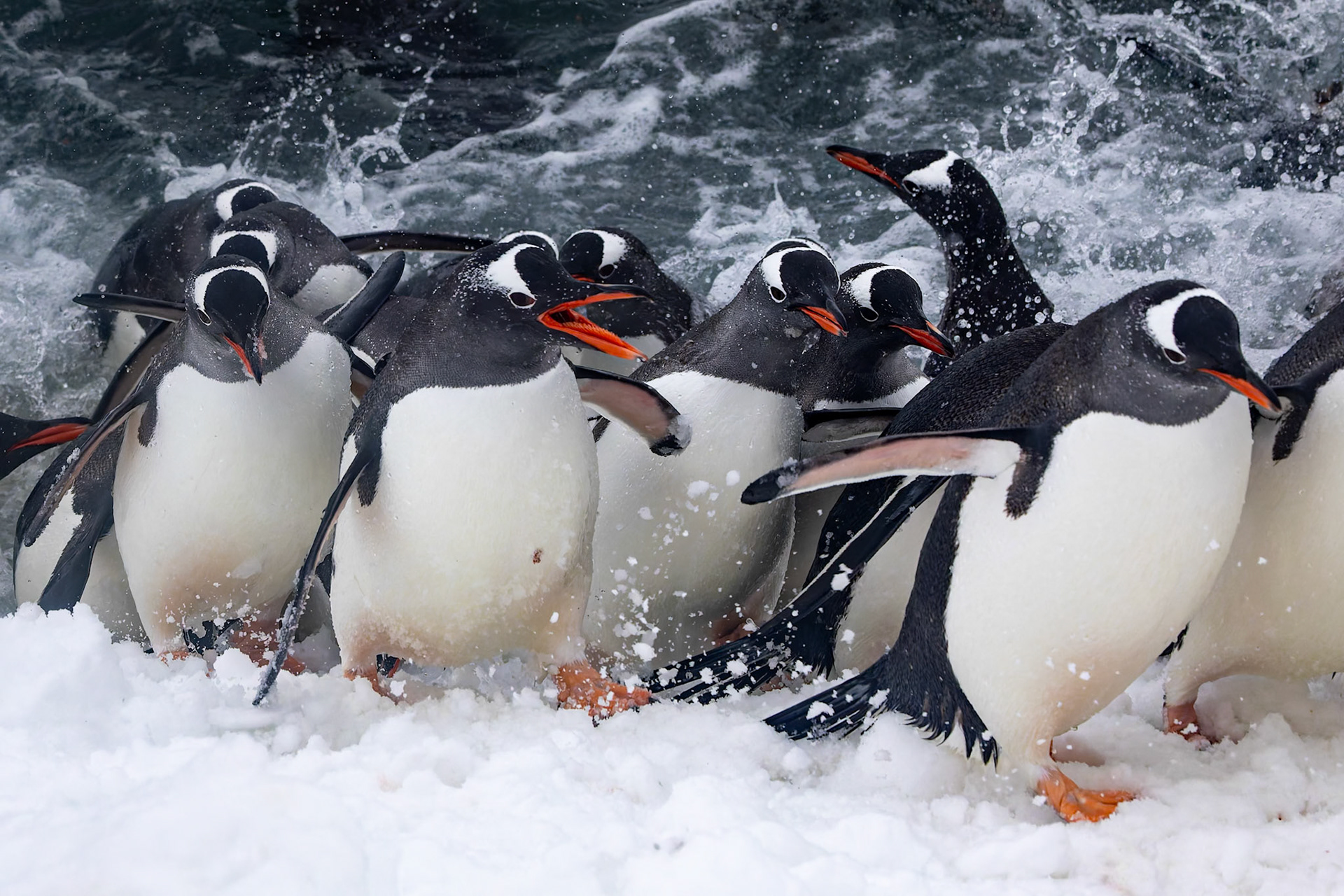 Gentoo penguin, Danko Island, Antarctica