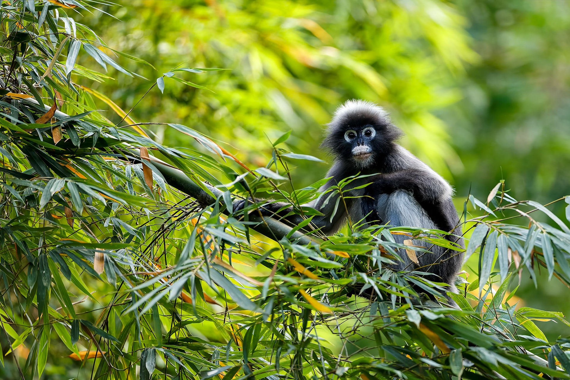 Dusky langur, Khaeng Krackan National Park, Thailand