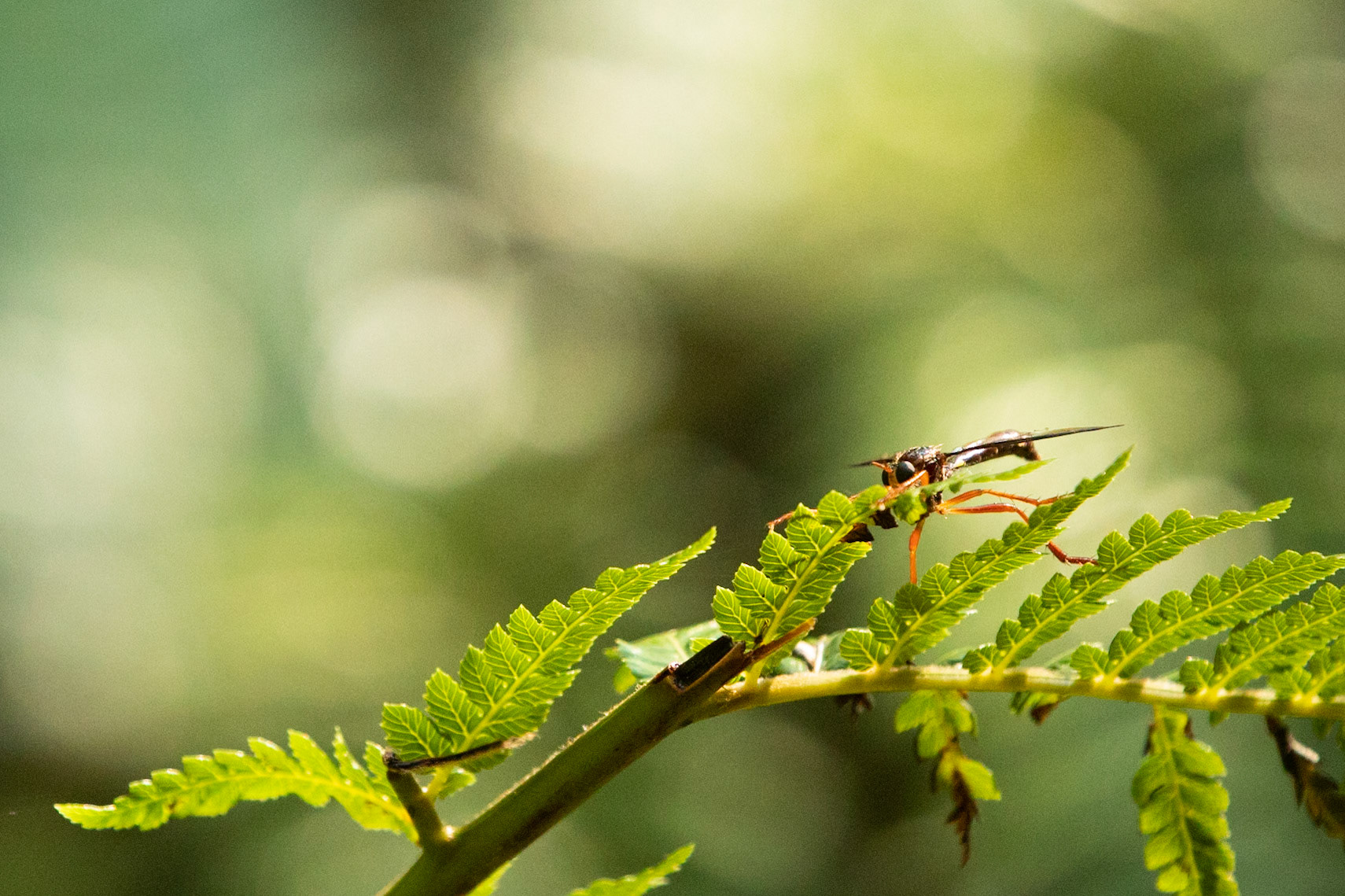 Fern Tree, Huon road, Hobart, Tasmania
