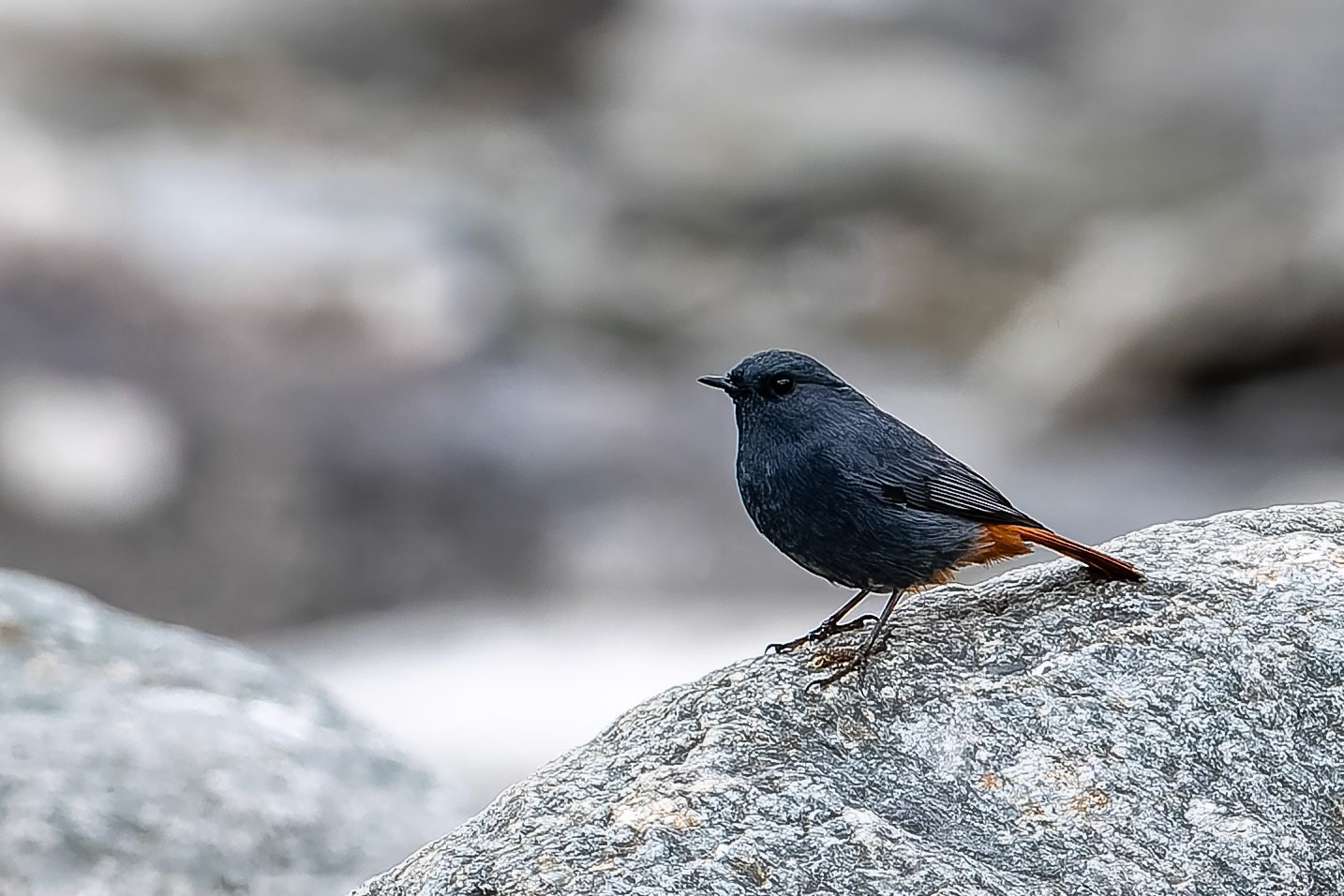 Plumbeous redstart, Corbett Tiger Reserve, India