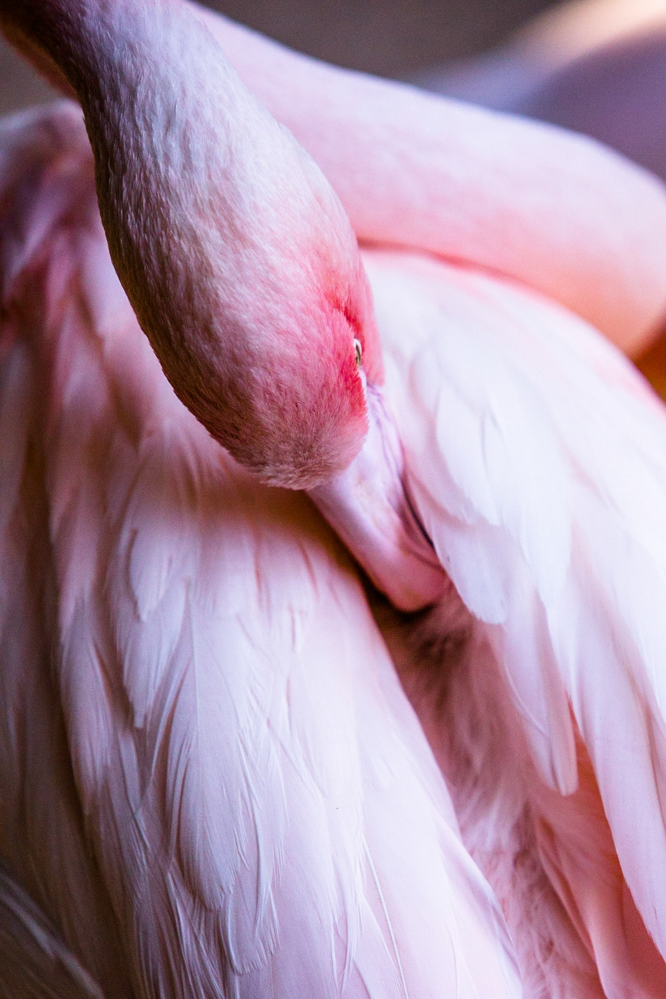 Chilean flamingo, Iguassu bird park, Brazil